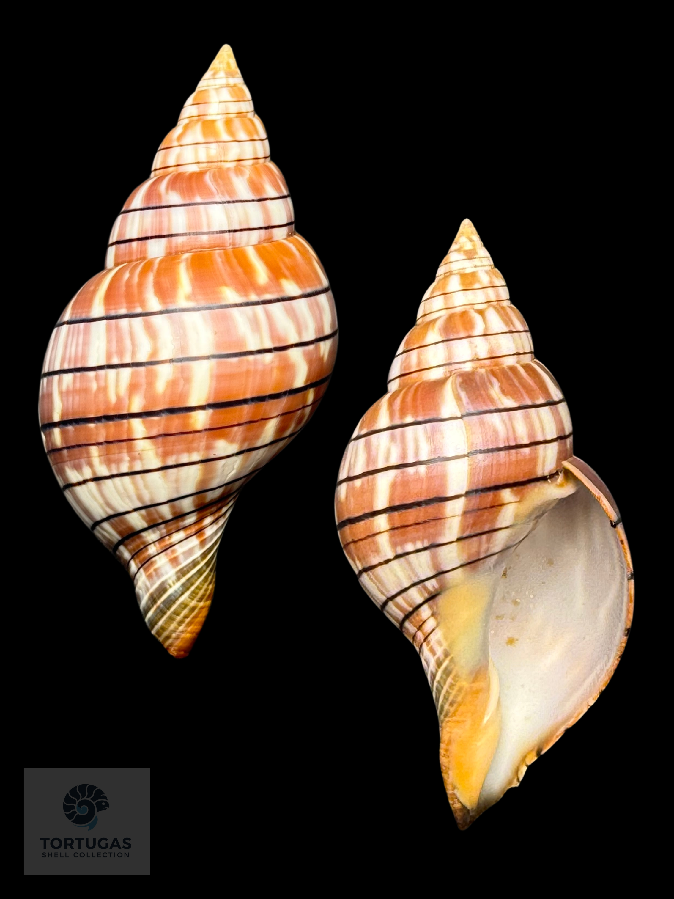 Cinctura tortugana foxi Petuch & Berschauer 85.2mm Dry Tortugas
