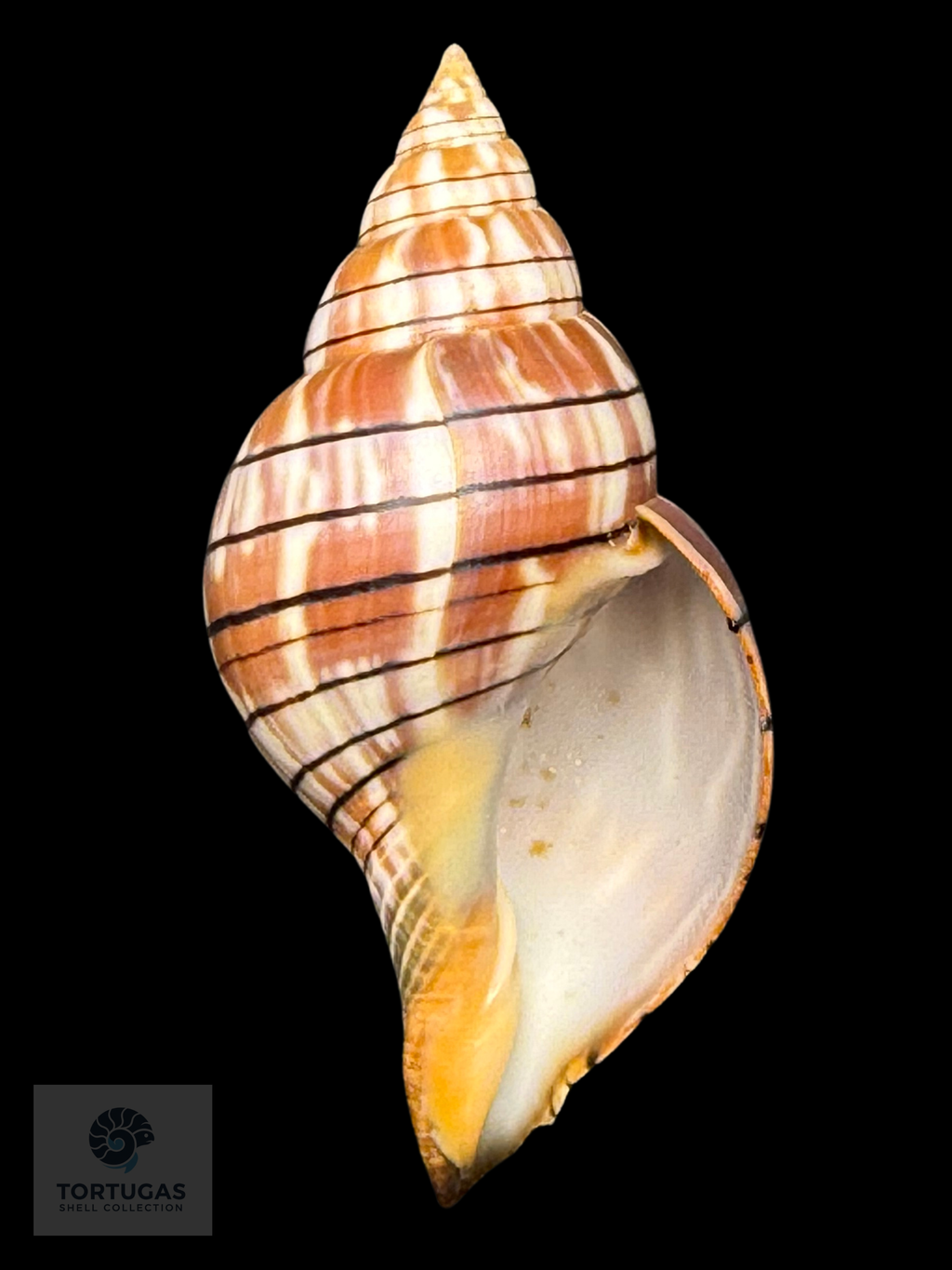 Cinctura tortugana foxi Petuch & Berschauer 85.2mm Dry Tortugas