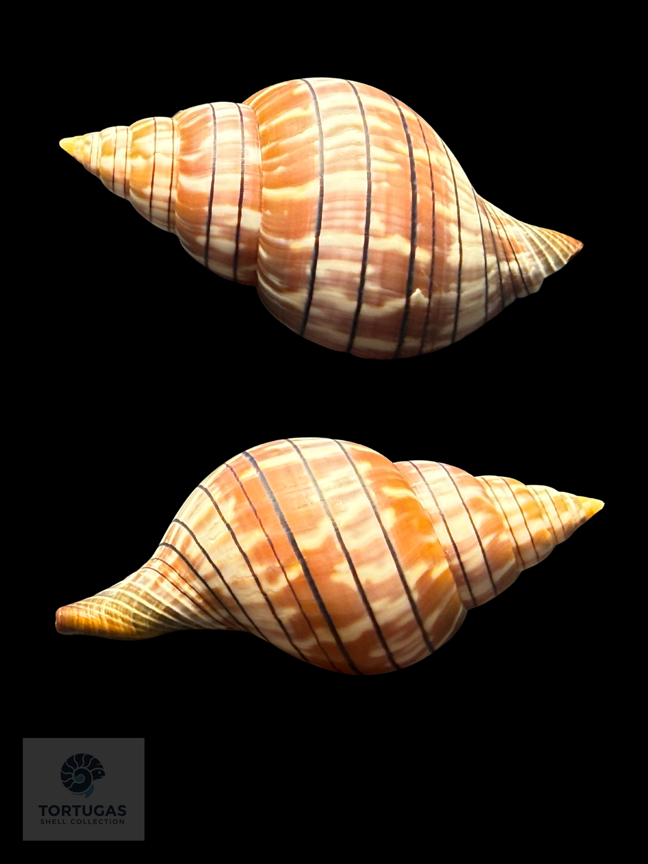 Cinctura tortugana foxi Petuch & Berschauer 85.2mm Dry Tortugas