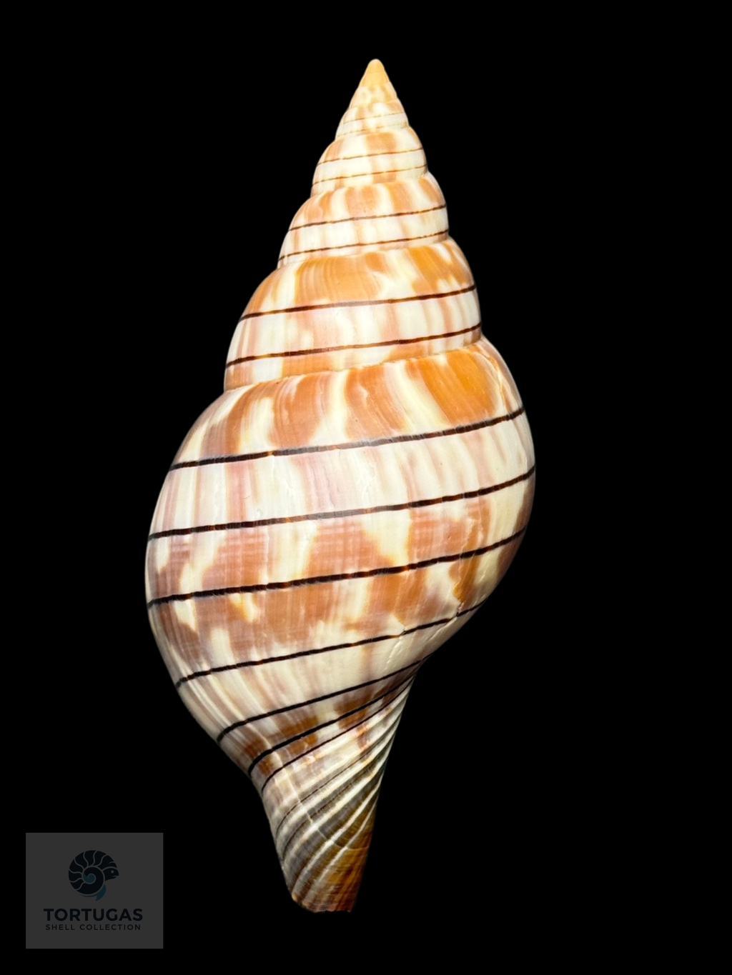 Cinctura tortugana foxi Petuch & Berschauer 87.0mm Dry Tortugas