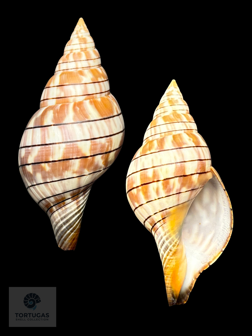 Cinctura tortugana foxi Petuch & Berschauer 87.0mm Dry Tortugas
