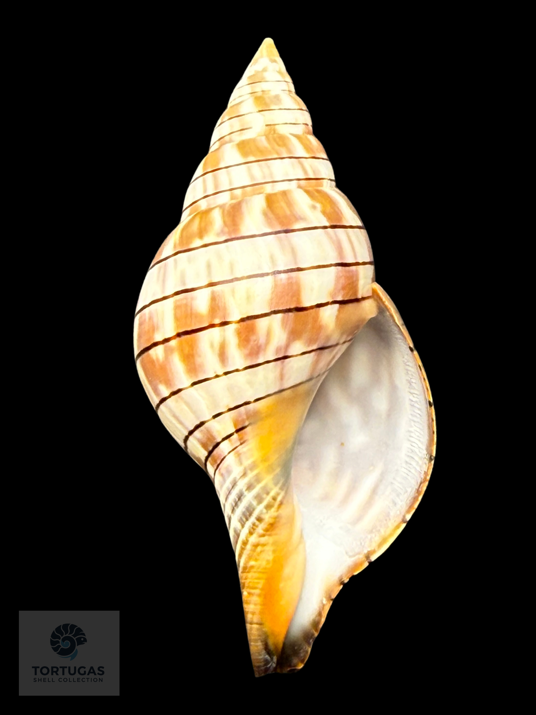 Cinctura tortugana foxi Petuch & Berschauer 87.0mm Dry Tortugas