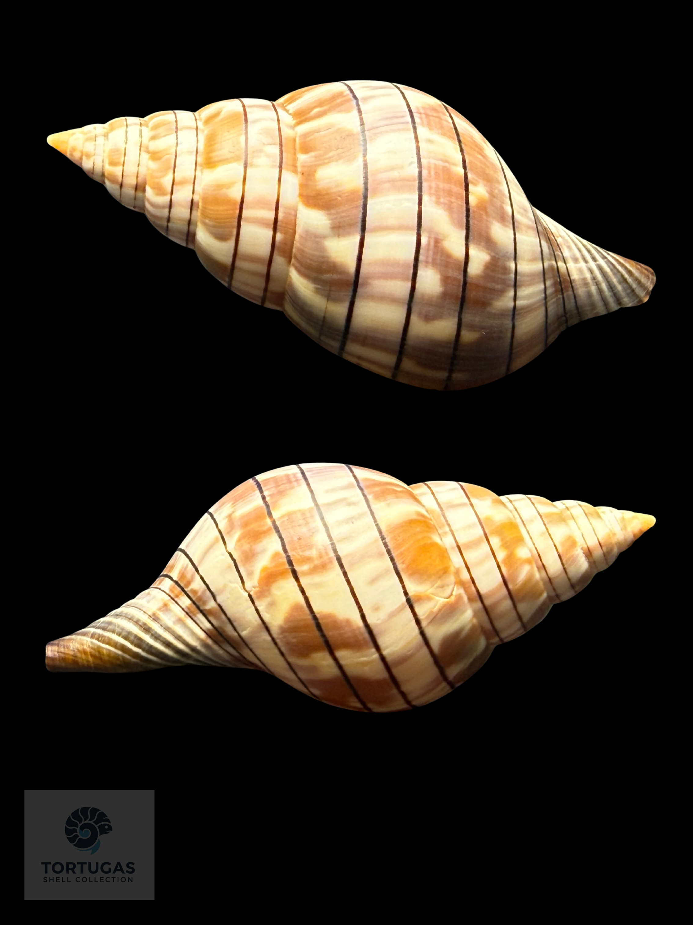 Cinctura tortugana foxi Petuch & Berschauer 87.0mm Dry Tortugas