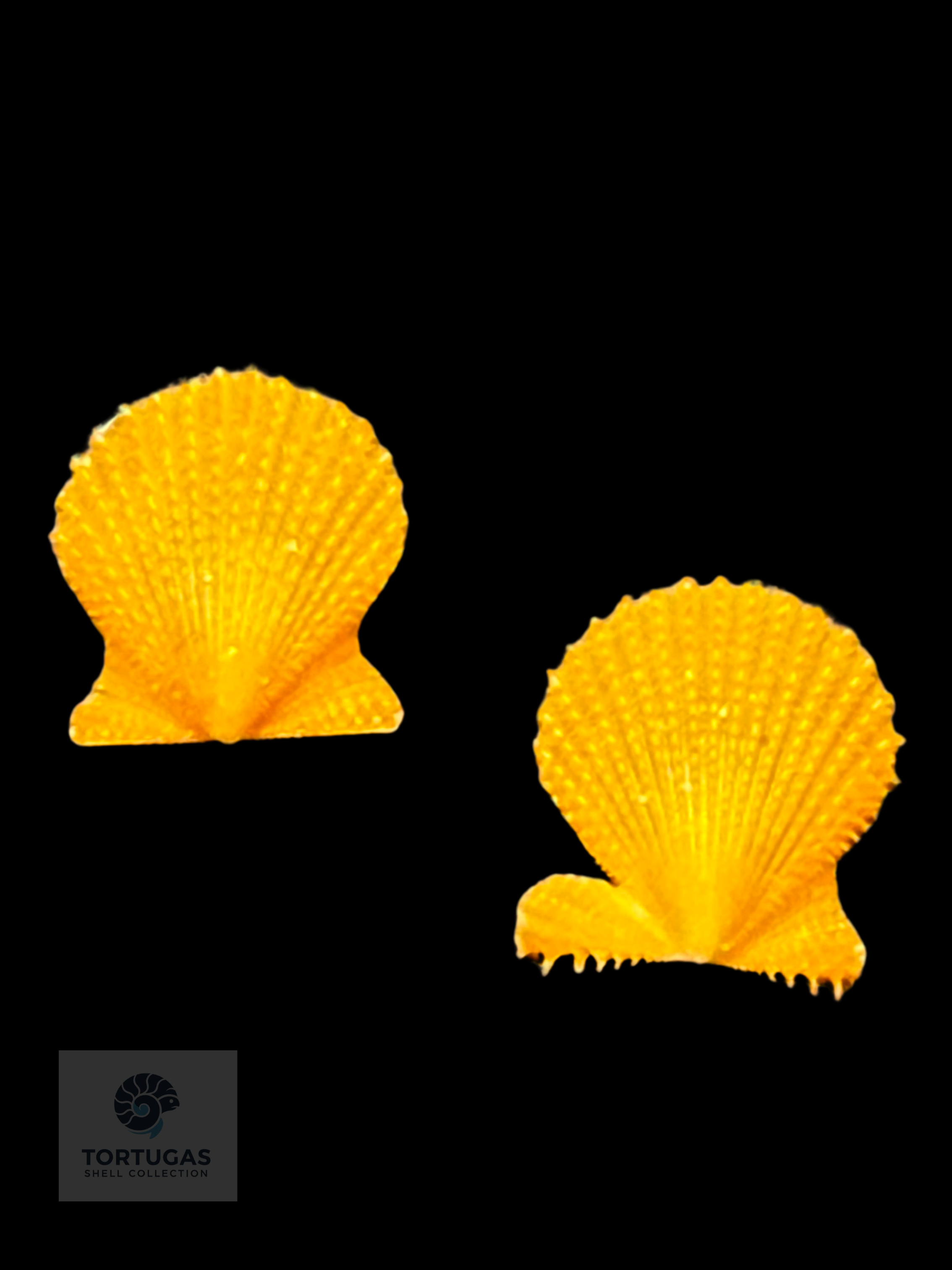 Lindapecten muscosus – Matched Pair – 8.7 mm – Pulley Ridge, Dry Tortugas