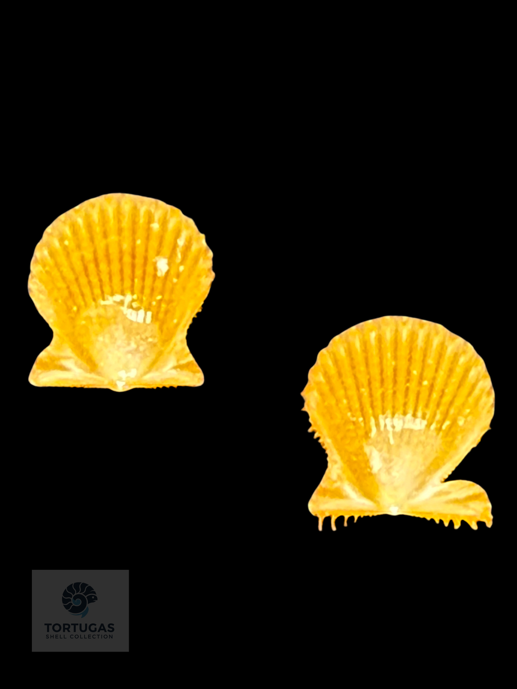 Lindapecten muscosus – Matched Pair – 8.7 mm – Pulley Ridge, Dry Tortugas