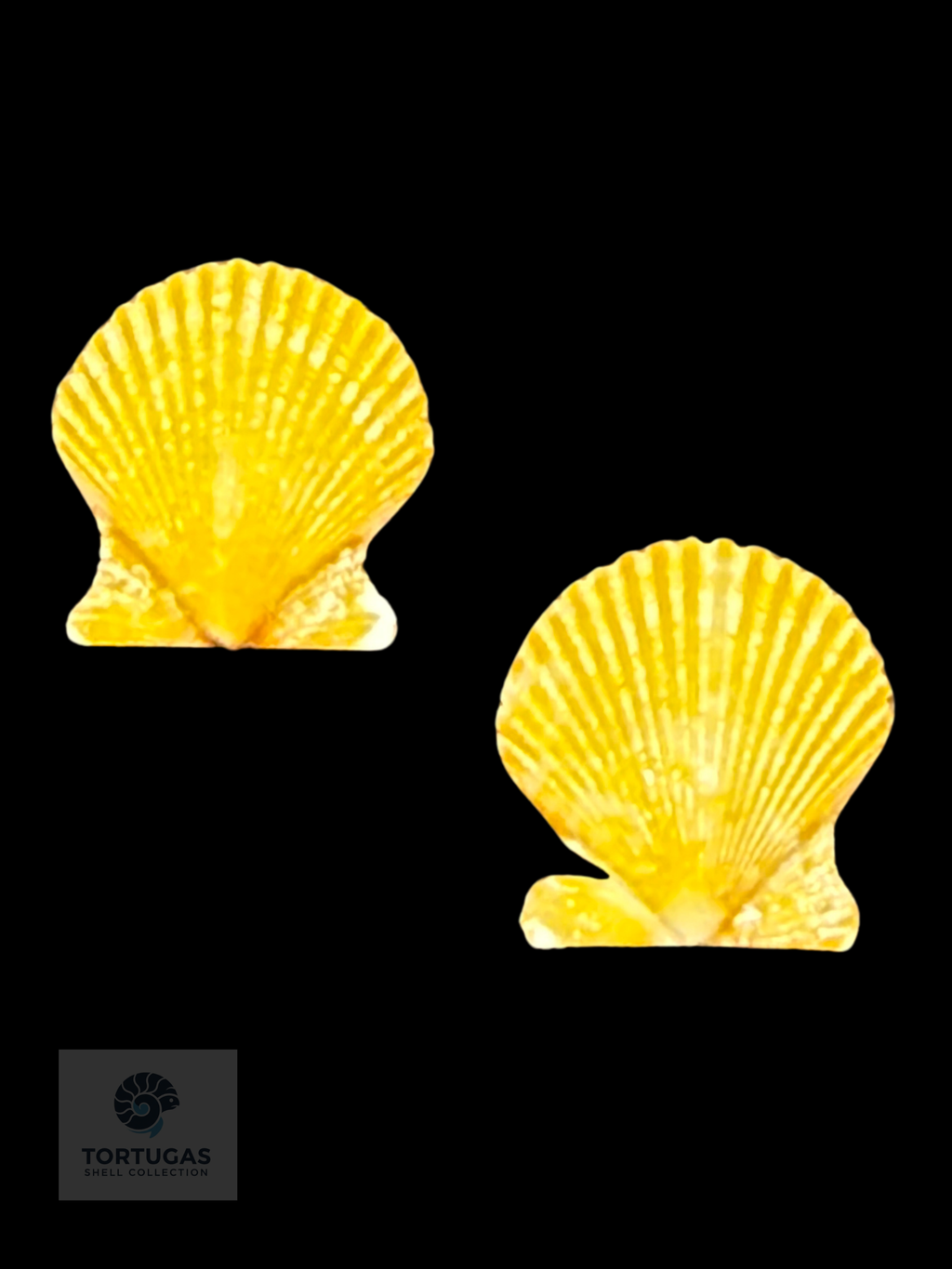 Lindapecten muscosus – Matched Pair – 9.6 mm – Pulley Ridge, Dry Tortugas