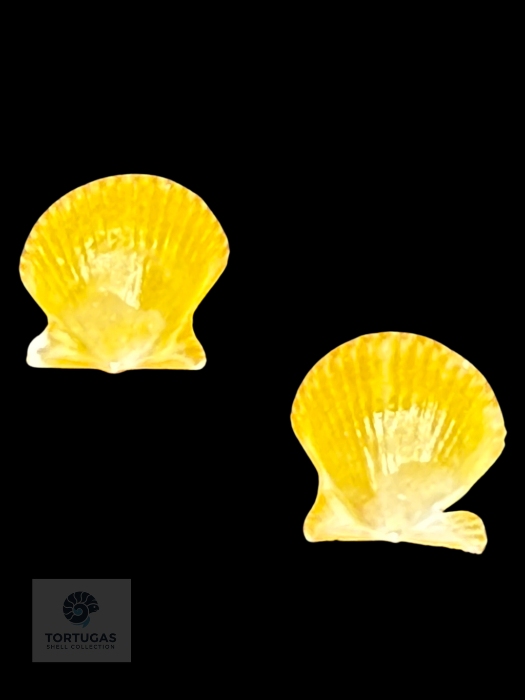 Lindapecten muscosus – Matched Pair – 9.6 mm – Pulley Ridge, Dry Tortugas