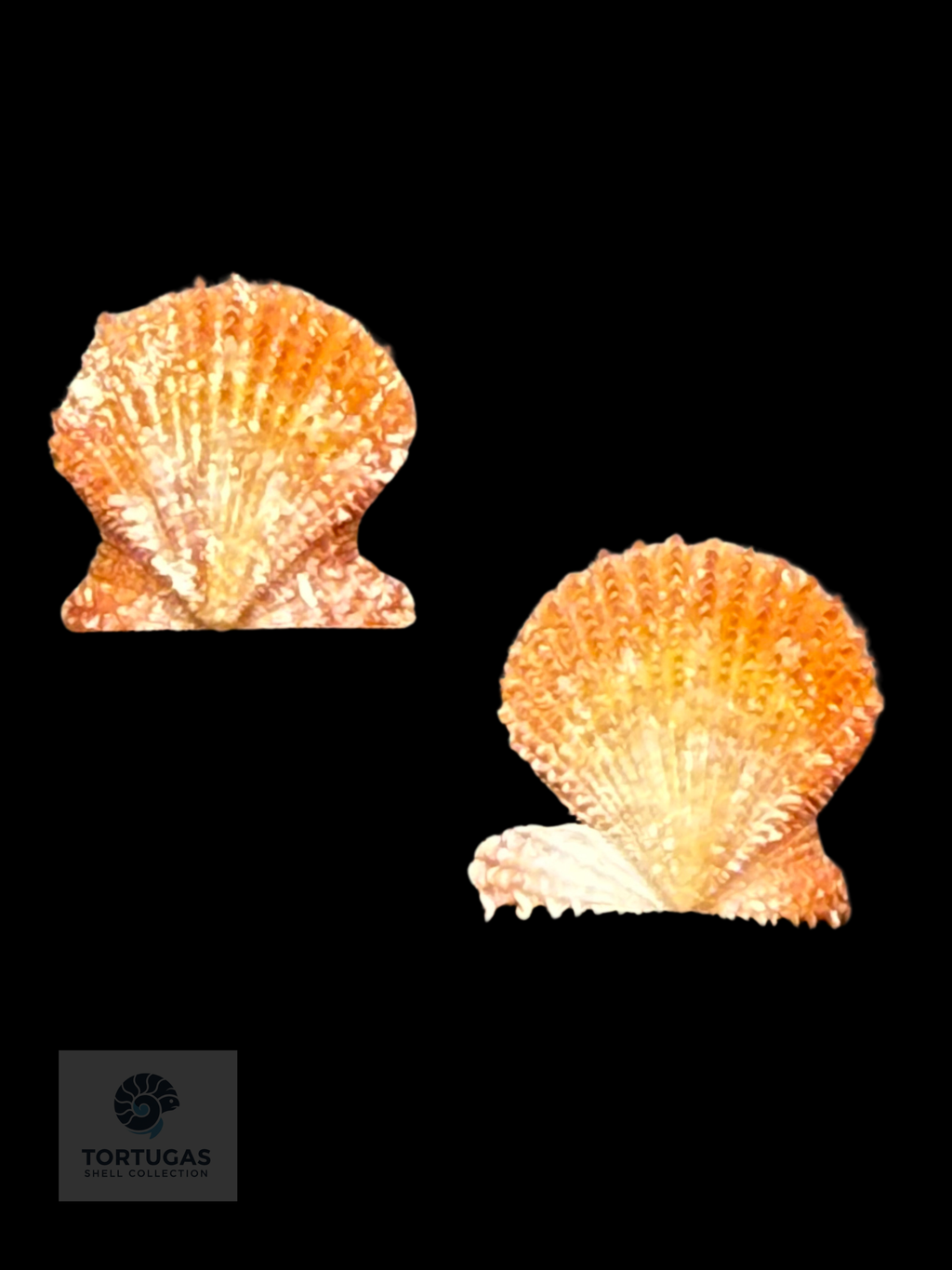 Lindapecten muscosus – Matched Pair – 11.1 mm – Pulley Ridge, Dry Tortugas