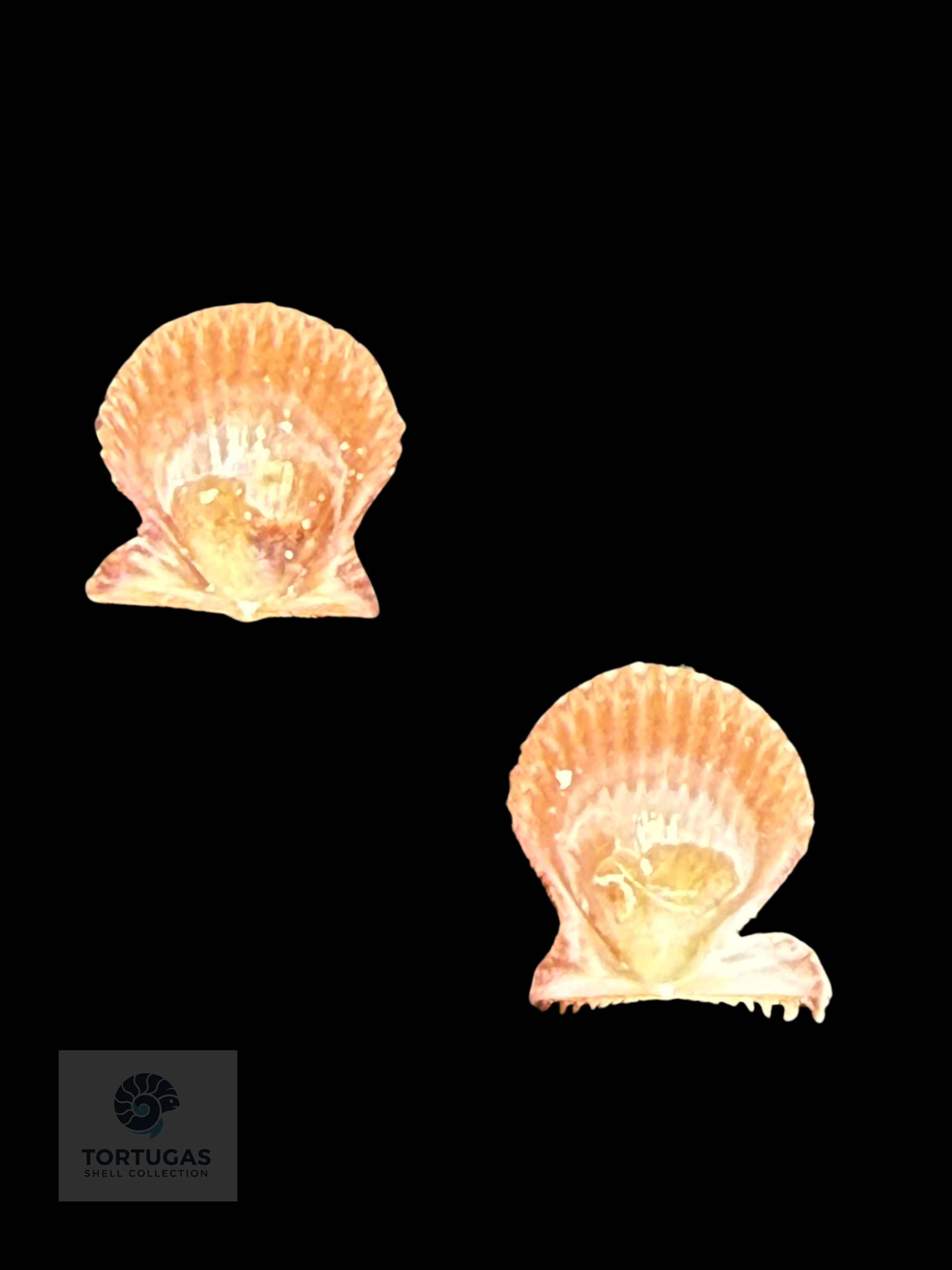 Lindapecten muscosus – Matched Pair – 11.1 mm – Pulley Ridge, Dry Tortugas