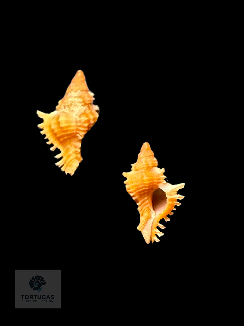 Chicoreus riverai – 12.4 mm – Dry Tortugas, Florida