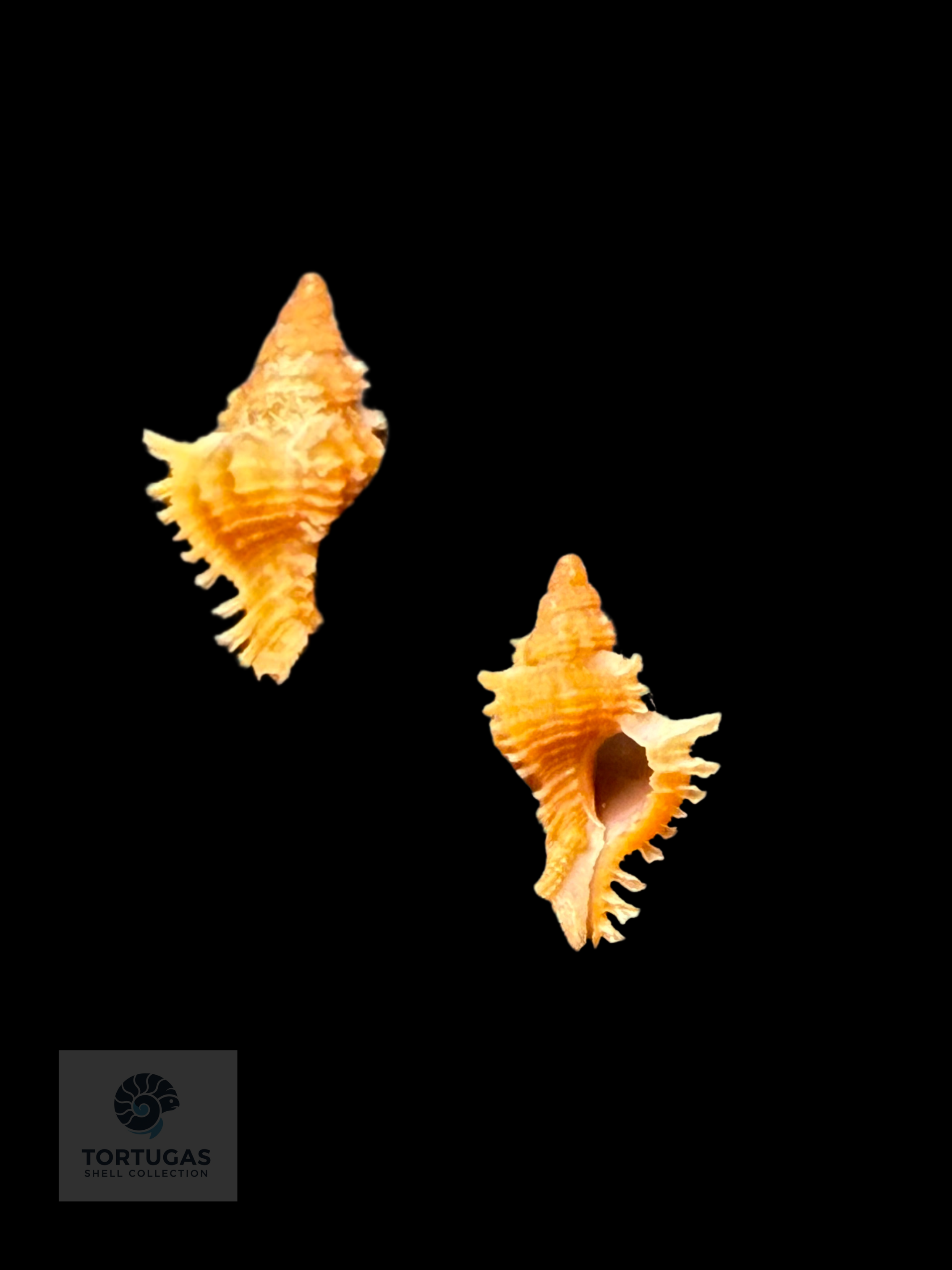 Chicoreus riverai – 12.4 mm – Dry Tortugas, Florida