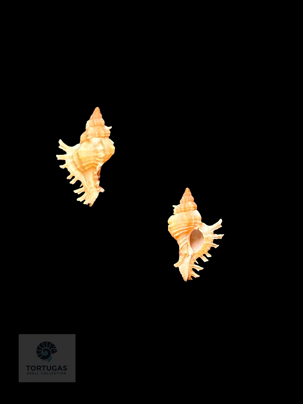 Chicoreus rachelcarsonae – 18.5 mm – Dry Tortugas, Florida