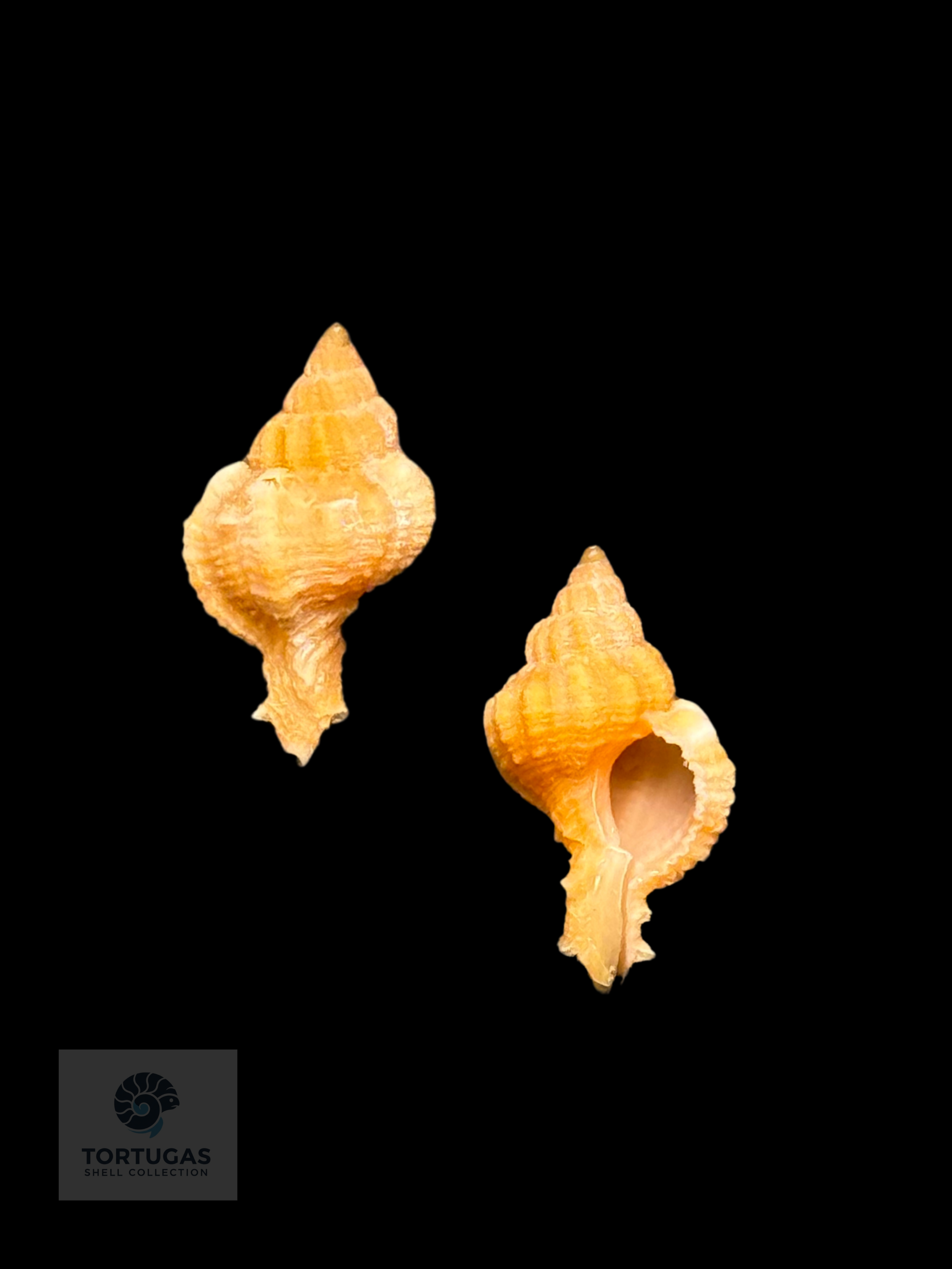 Phyllonotus whymani – 17.7 mm – Pulley Ridge, Dry Tortugas, Florida