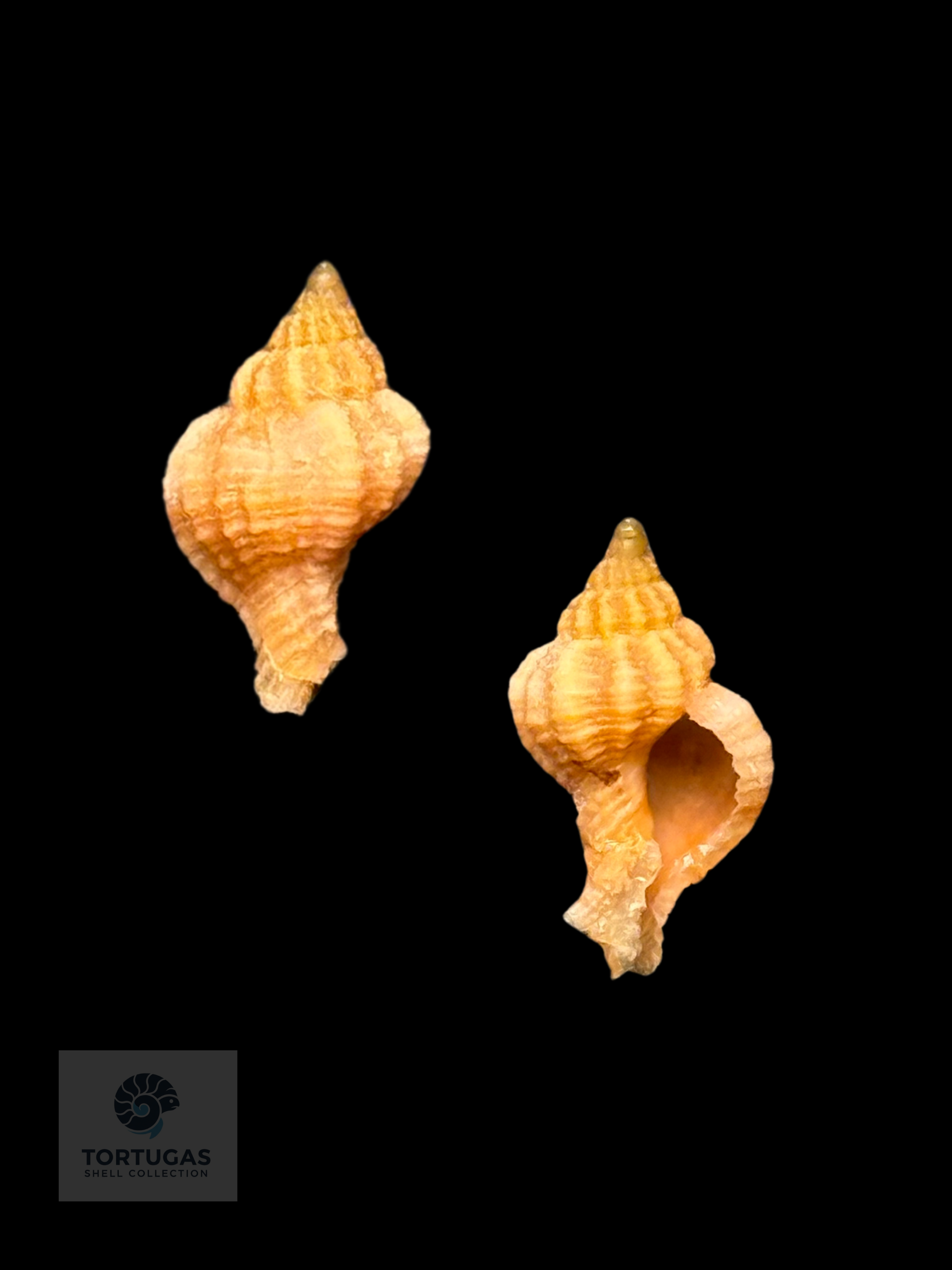 Phyllonotus whymani – 14.2 mm – Pulley Ridge, Dry Tortugas, FL
