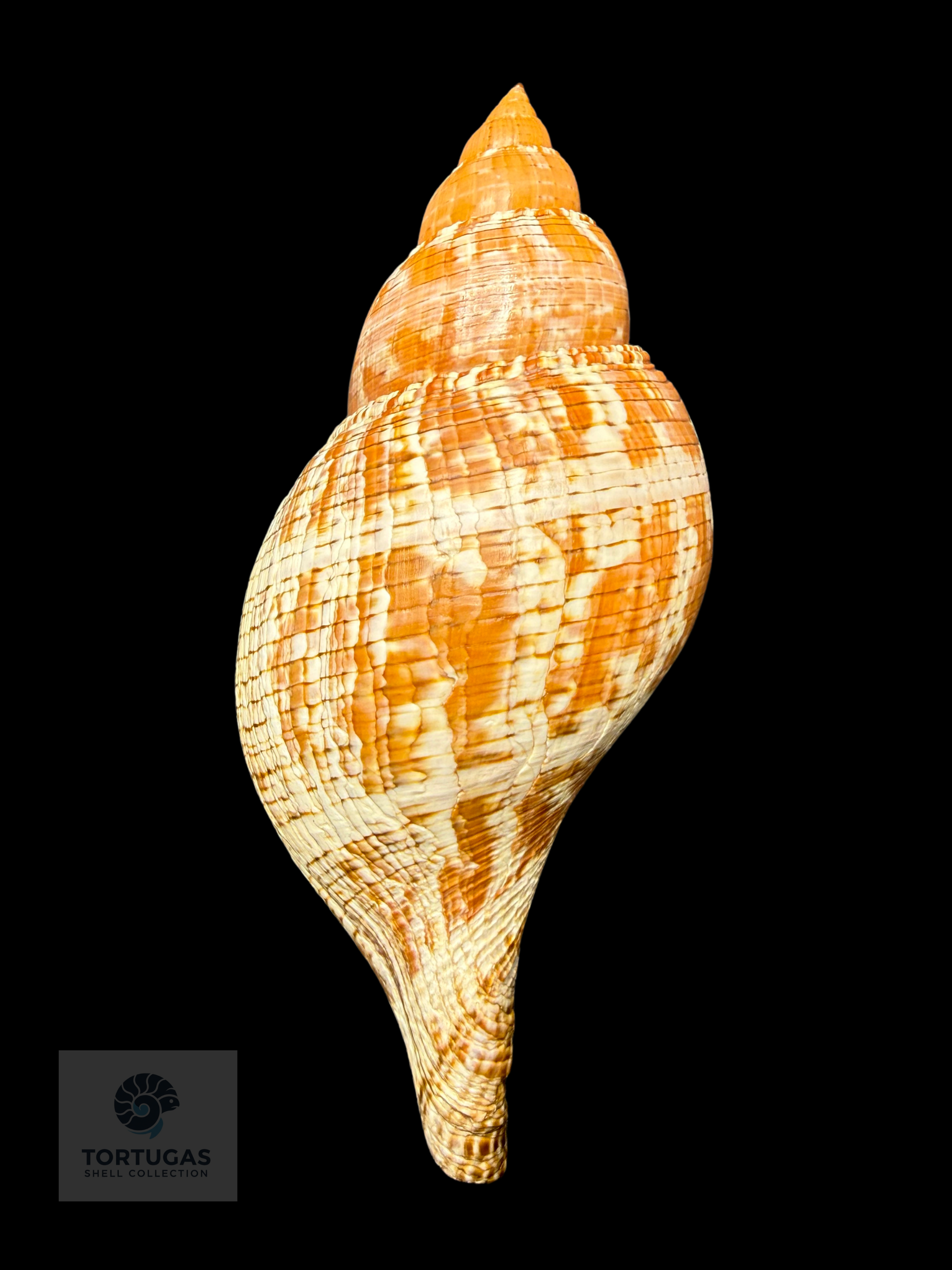 Fasciolaria tulipa f. scheepmakeri Kobelt, 1875 – 178.0 mm (7.01”) – Pulley Ridge, Dry Tortugas, FL (FQ)