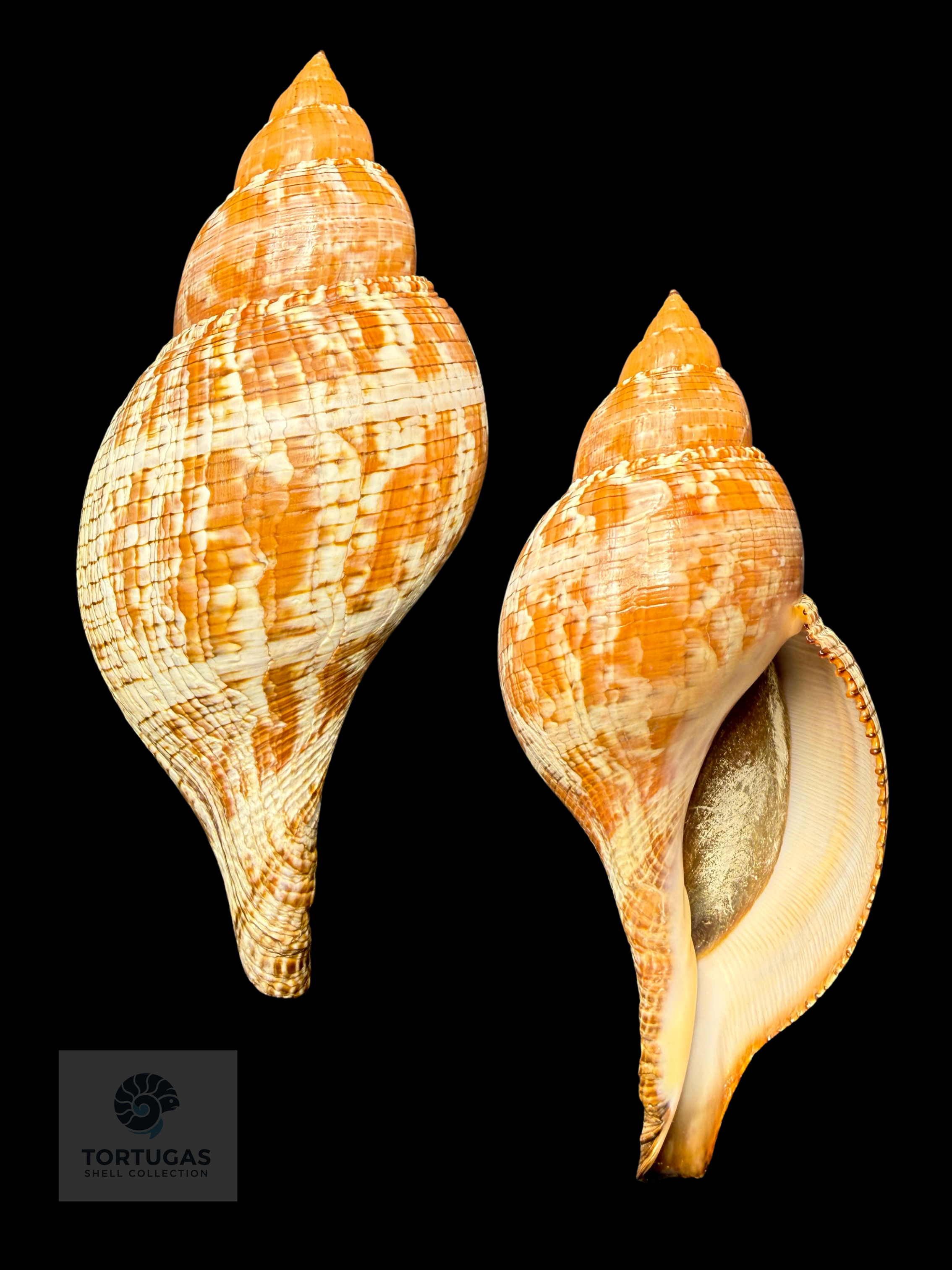 Fasciolaria tulipa f. scheepmakeri Kobelt, 1875 – 178.0 mm (7.01”) – Pulley Ridge, Dry Tortugas, FL (FQ)