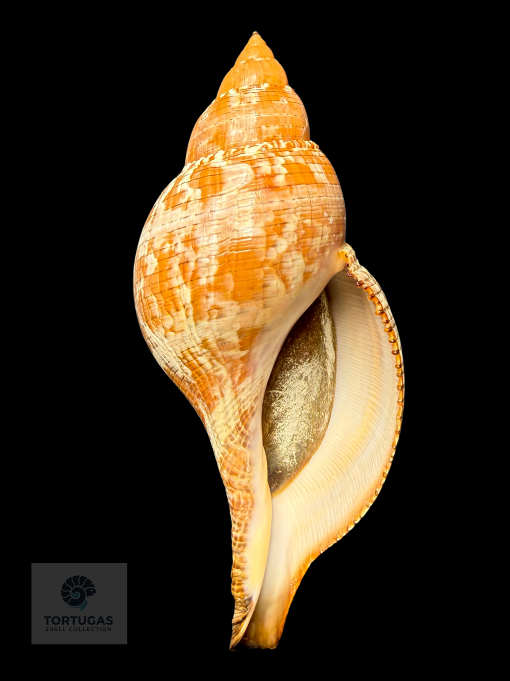 Fasciolaria tulipa f. scheepmakeri Kobelt, 1875 – 178.0 mm (7.01”) – Pulley Ridge, Dry Tortugas, FL (FQ)