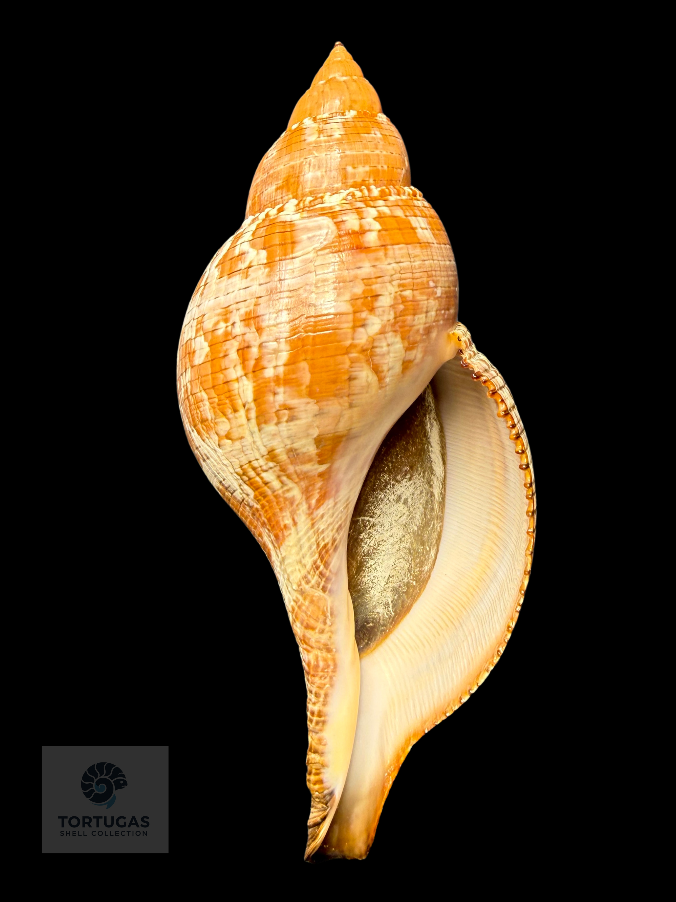 Fasciolaria tulipa f. scheepmakeri Kobelt, 1875 – 178.0 mm (7.01”) – Pulley Ridge, Dry Tortugas, FL (FQ)