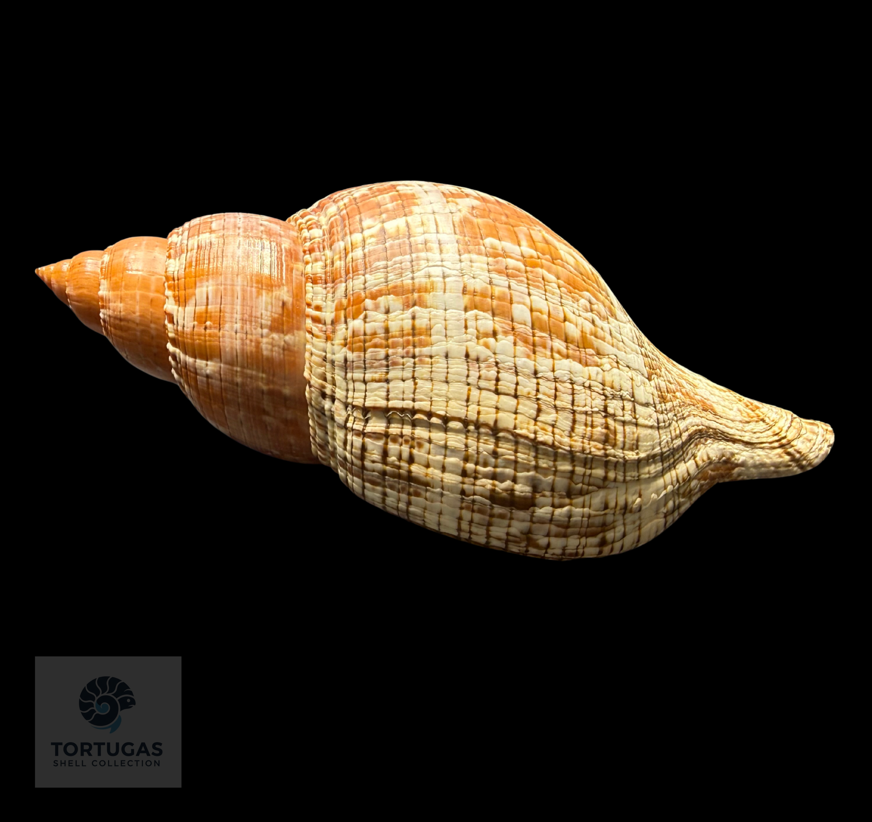 Fasciolaria tulipa f. scheepmakeri Kobelt, 1875 – 178.0 mm (7.01”) – Pulley Ridge, Dry Tortugas, FL (FQ)