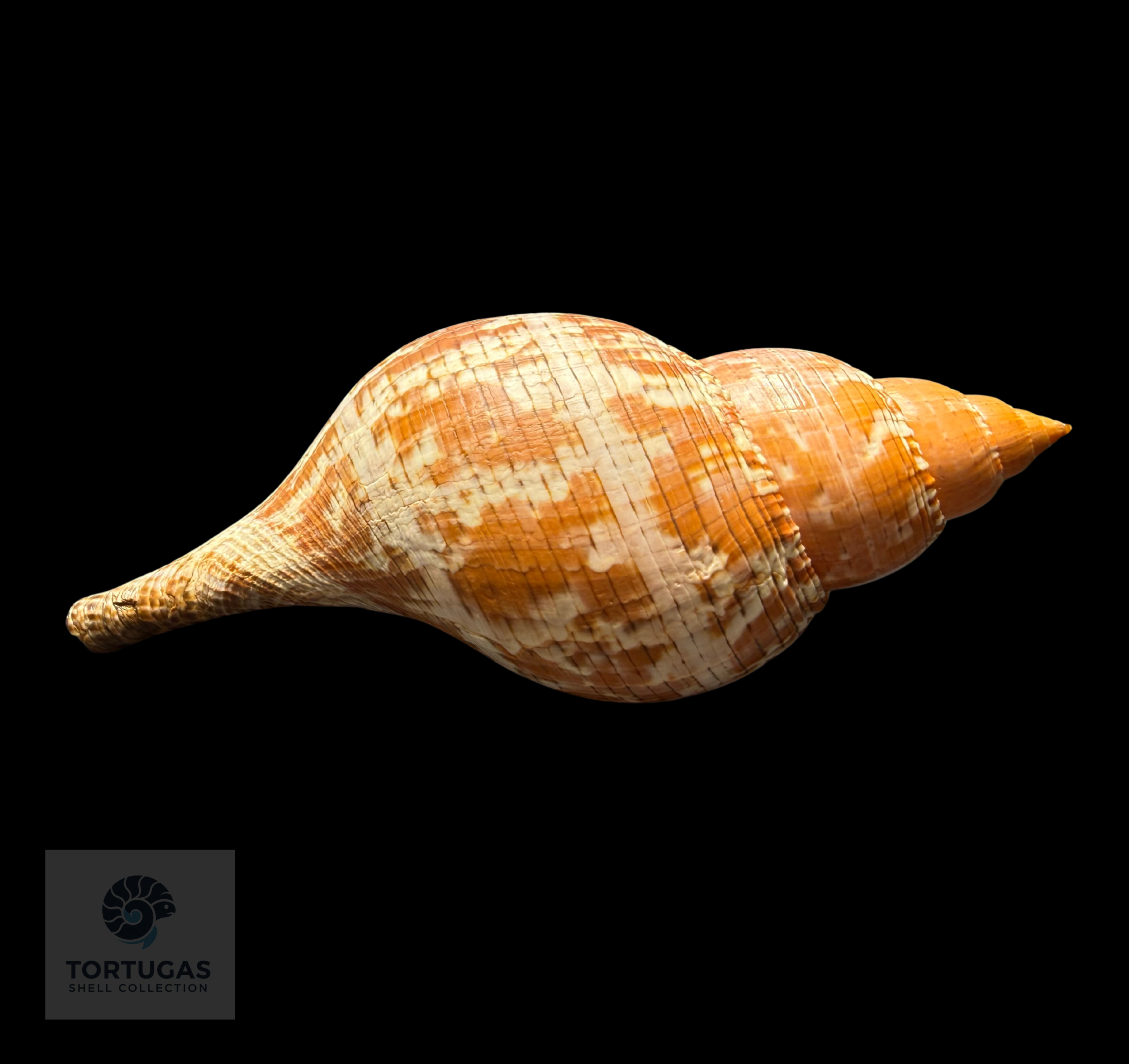 Fasciolaria tulipa f. scheepmakeri Kobelt, 1875 – 178.0 mm (7.01”) – Pulley Ridge, Dry Tortugas, FL (FQ)