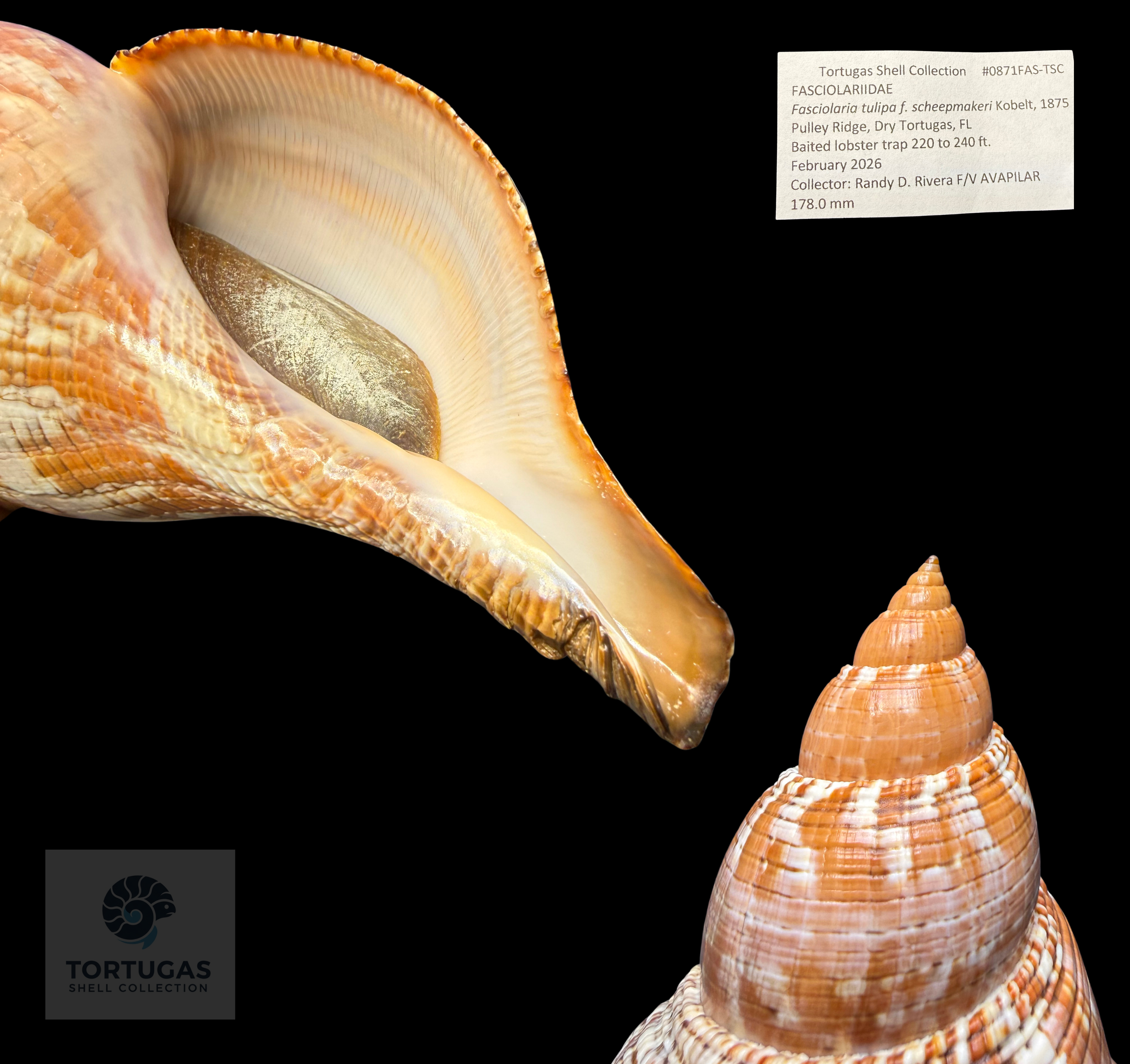 Fasciolaria tulipa f. scheepmakeri Kobelt, 1875 – 178.0 mm (7.01”) – Pulley Ridge, Dry Tortugas, FL (FQ)