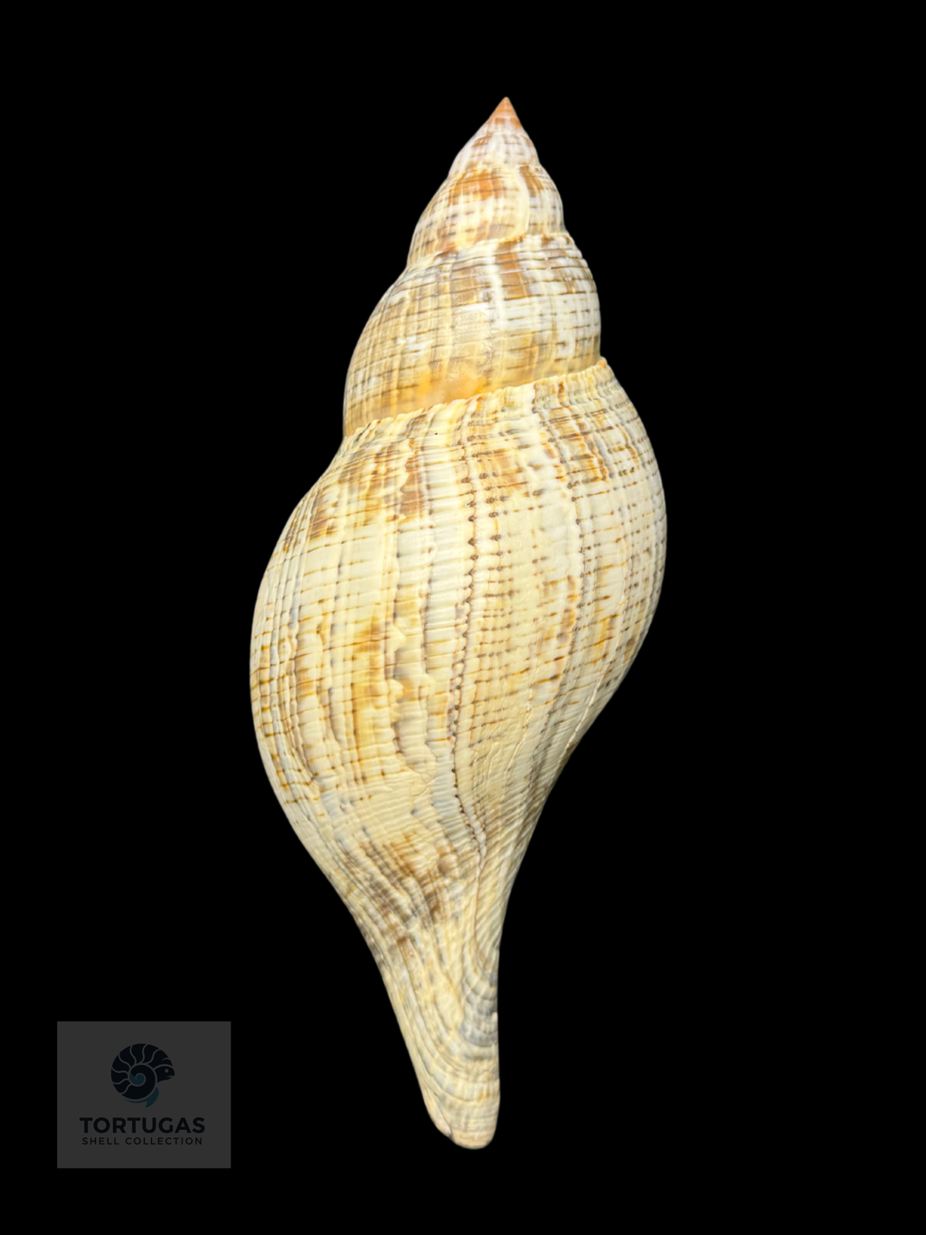 Fasciolaria tulipa f. scheepmakeri Kobelt, 1875 – 200.2 mm (7.88”) – Pulley Ridge, Dry Tortugas, FL