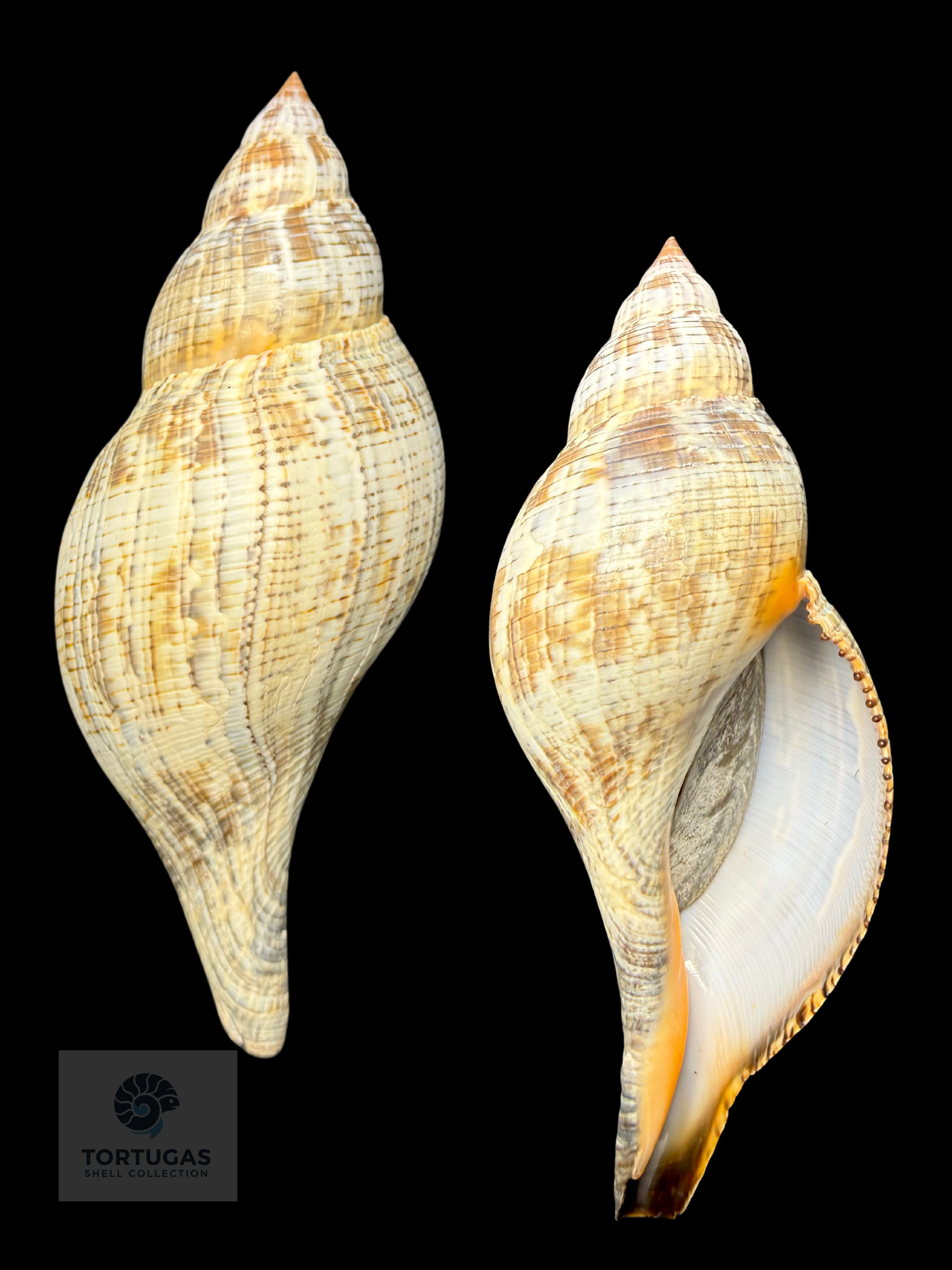Fasciolaria tulipa f. scheepmakeri Kobelt, 1875 – 200.2 mm (7.88”) – Pulley Ridge, Dry Tortugas, FL