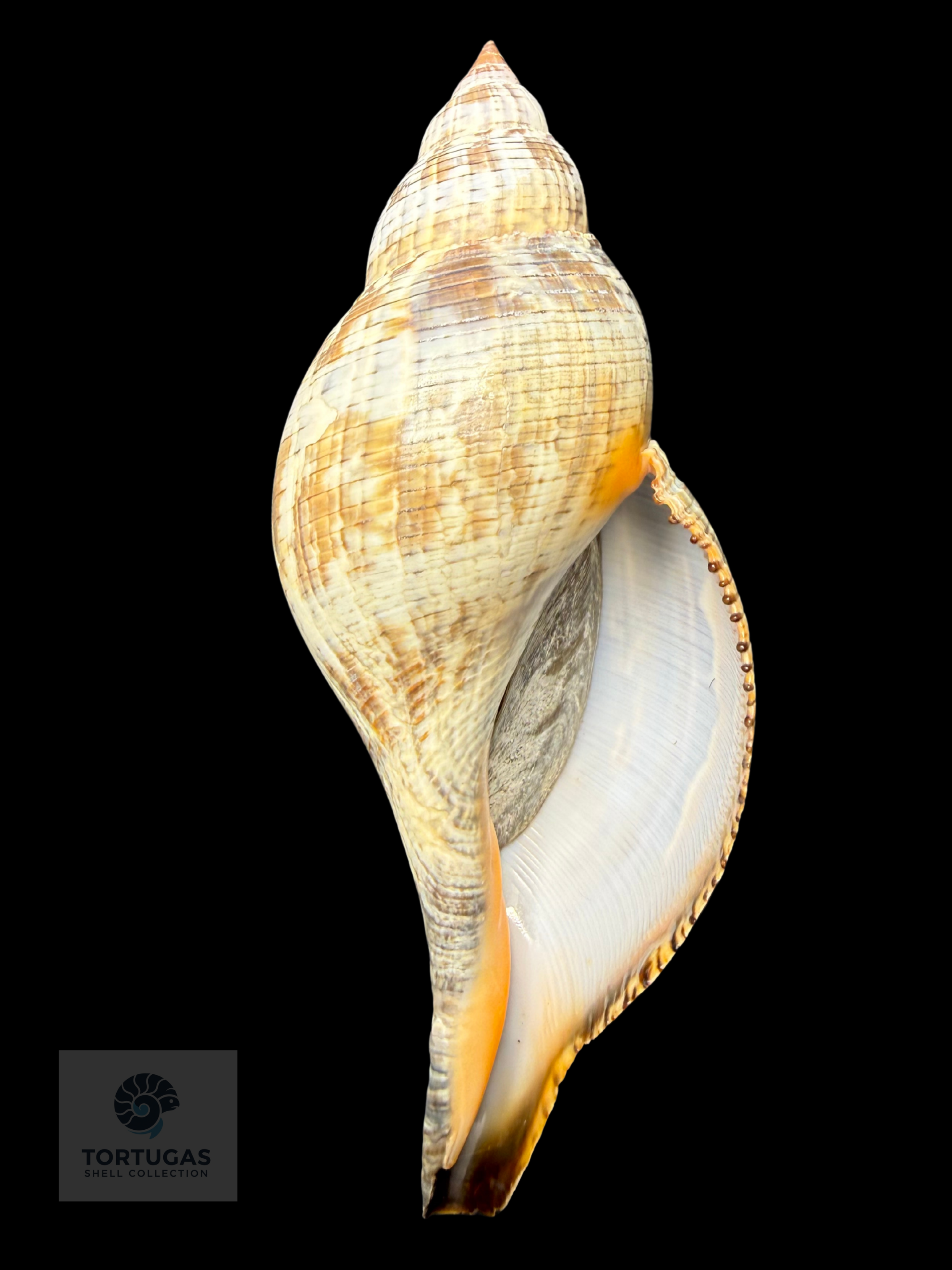 Fasciolaria tulipa f. scheepmakeri Kobelt, 1875 – 200.2 mm (7.88”) – Pulley Ridge, Dry Tortugas, FL