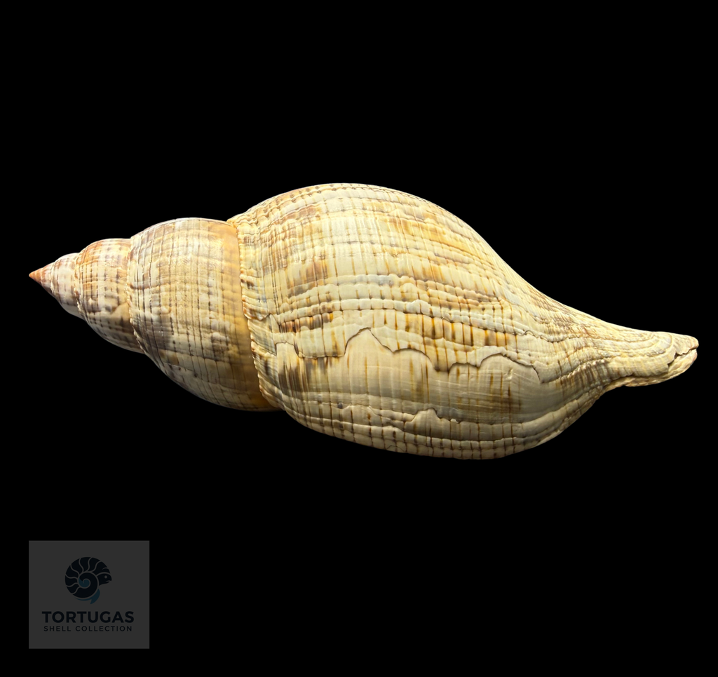 Fasciolaria tulipa f. scheepmakeri Kobelt, 1875 – 200.2 mm (7.88”) – Pulley Ridge, Dry Tortugas, FL