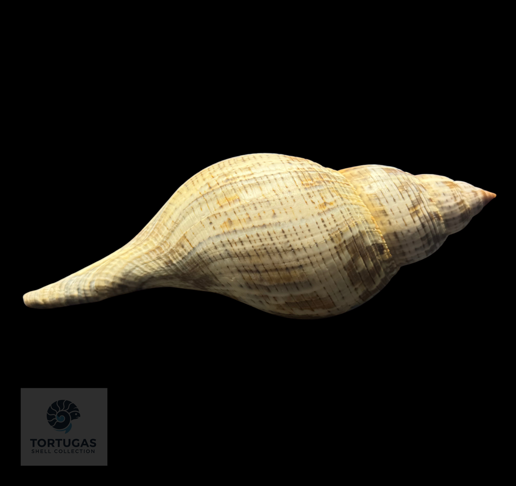 Fasciolaria tulipa f. scheepmakeri Kobelt, 1875 – 200.2 mm (7.88”) – Pulley Ridge, Dry Tortugas, FL