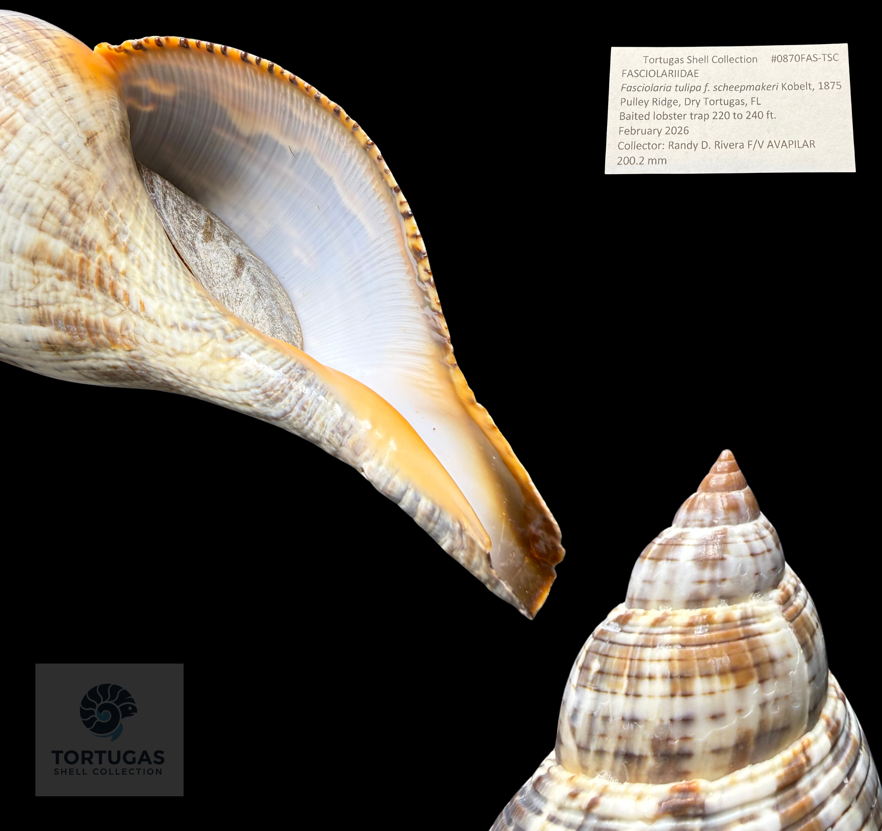 Fasciolaria tulipa f. scheepmakeri Kobelt, 1875 – 200.2 mm (7.88”) – Pulley Ridge, Dry Tortugas, FL