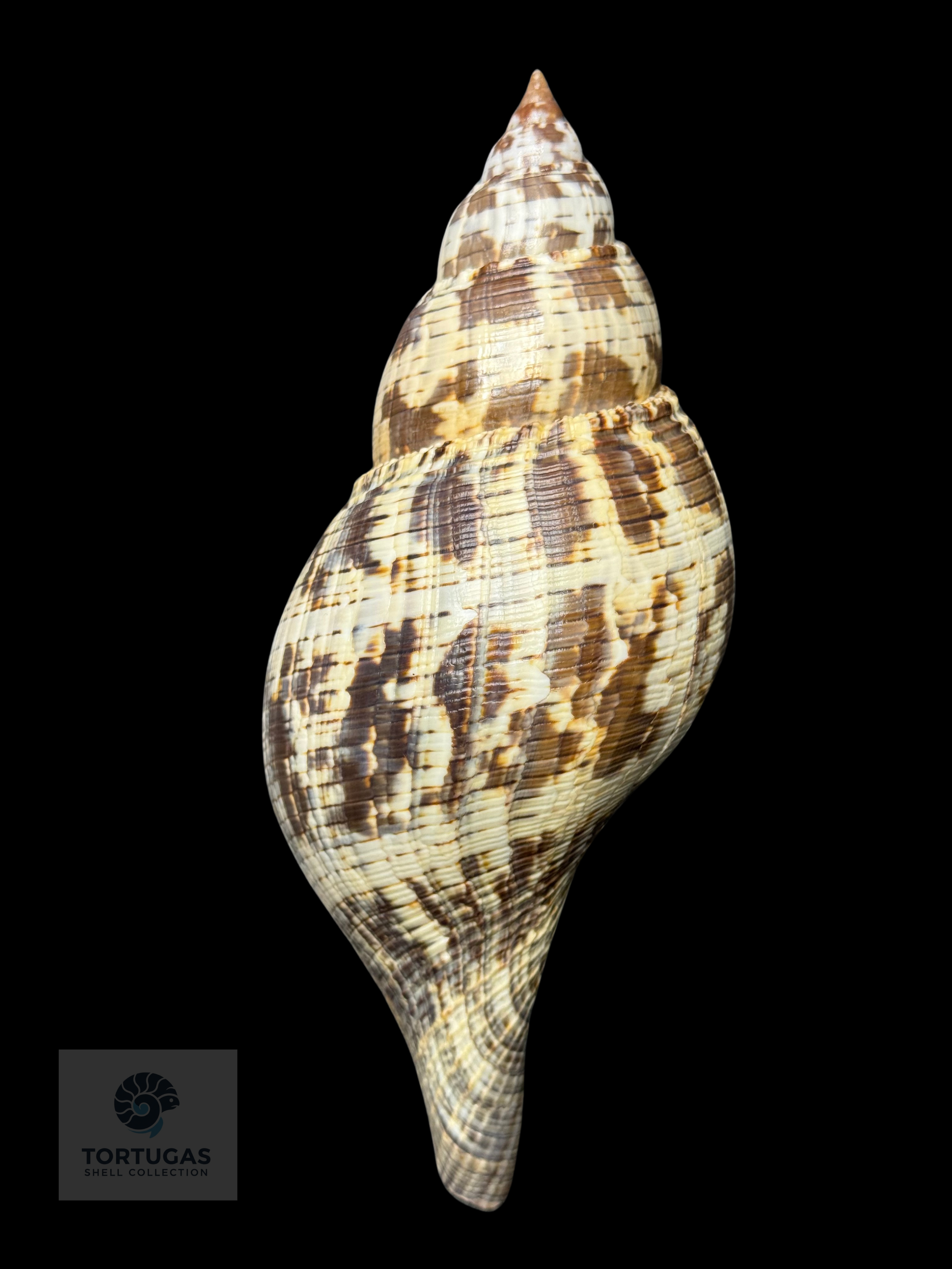 Fasciolaria tulipa f. scheepmakeri Kobelt, 1875 – 171.4 mm (6.75”) – Pulley Ridge, Dry Tortugas, FL
