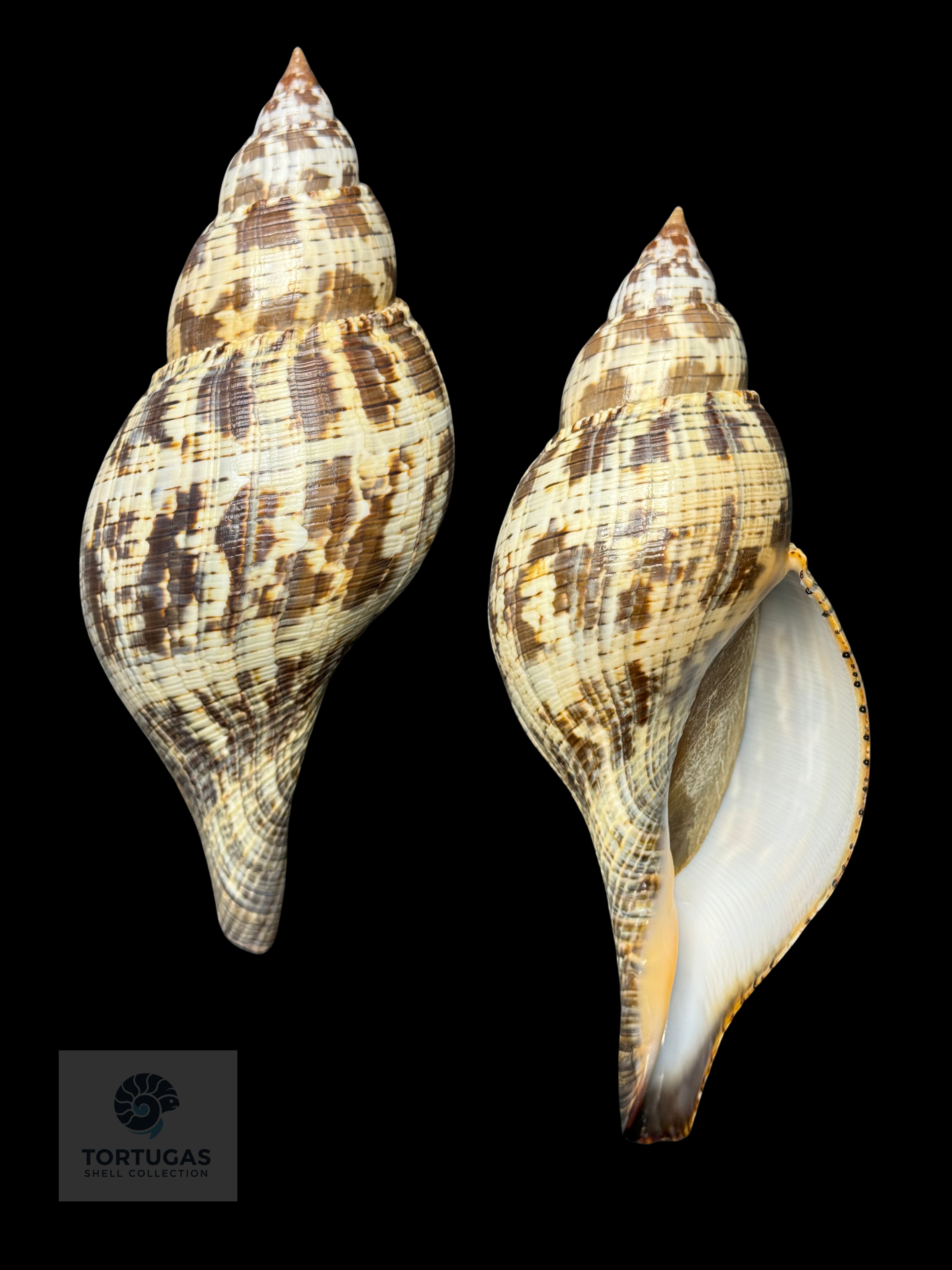 Fasciolaria tulipa f. scheepmakeri Kobelt, 1875 – 171.4 mm (6.75”) – Pulley Ridge, Dry Tortugas, FL