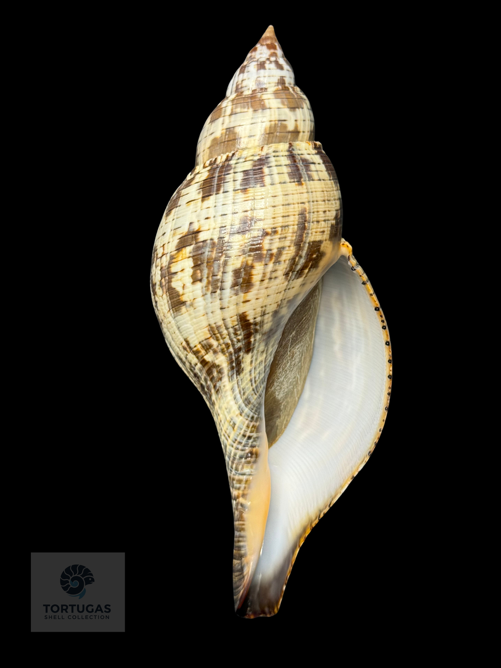 Fasciolaria tulipa f. scheepmakeri Kobelt, 1875 – 171.4 mm (6.75”) – Pulley Ridge, Dry Tortugas, FL