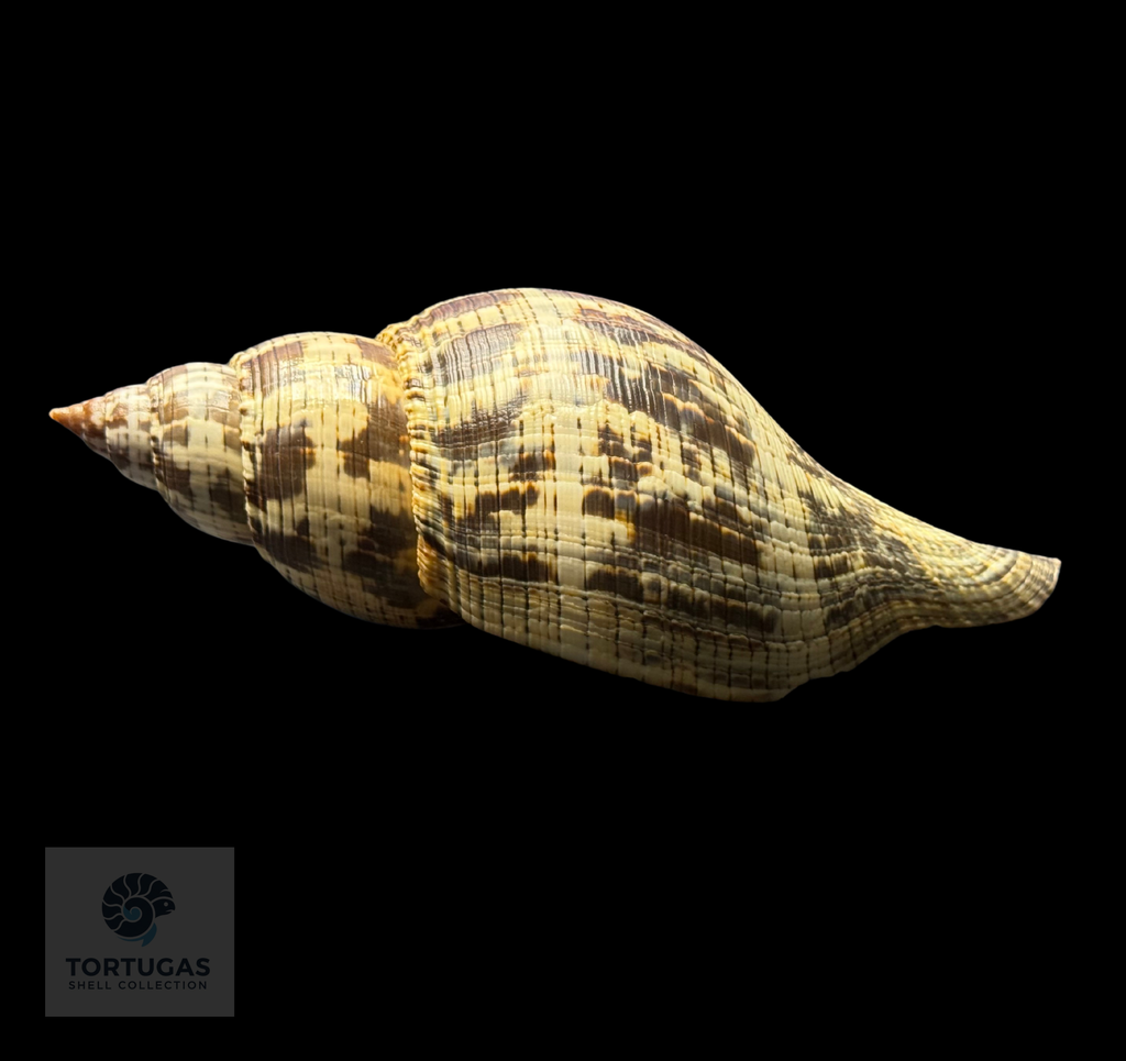 Fasciolaria tulipa f. scheepmakeri Kobelt, 1875 – 171.4 mm (6.75”) – Pulley Ridge, Dry Tortugas, FL