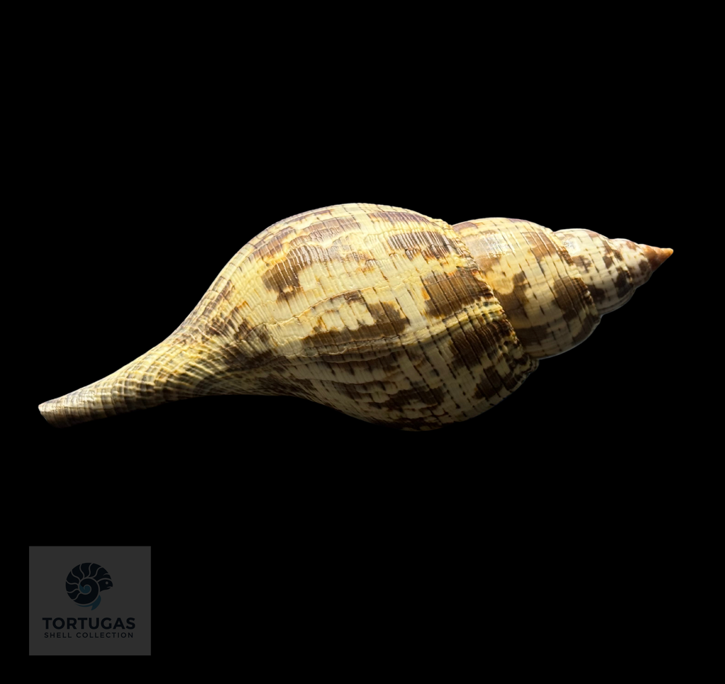 Fasciolaria tulipa f. scheepmakeri Kobelt, 1875 – 171.4 mm (6.75”) – Pulley Ridge, Dry Tortugas, FL