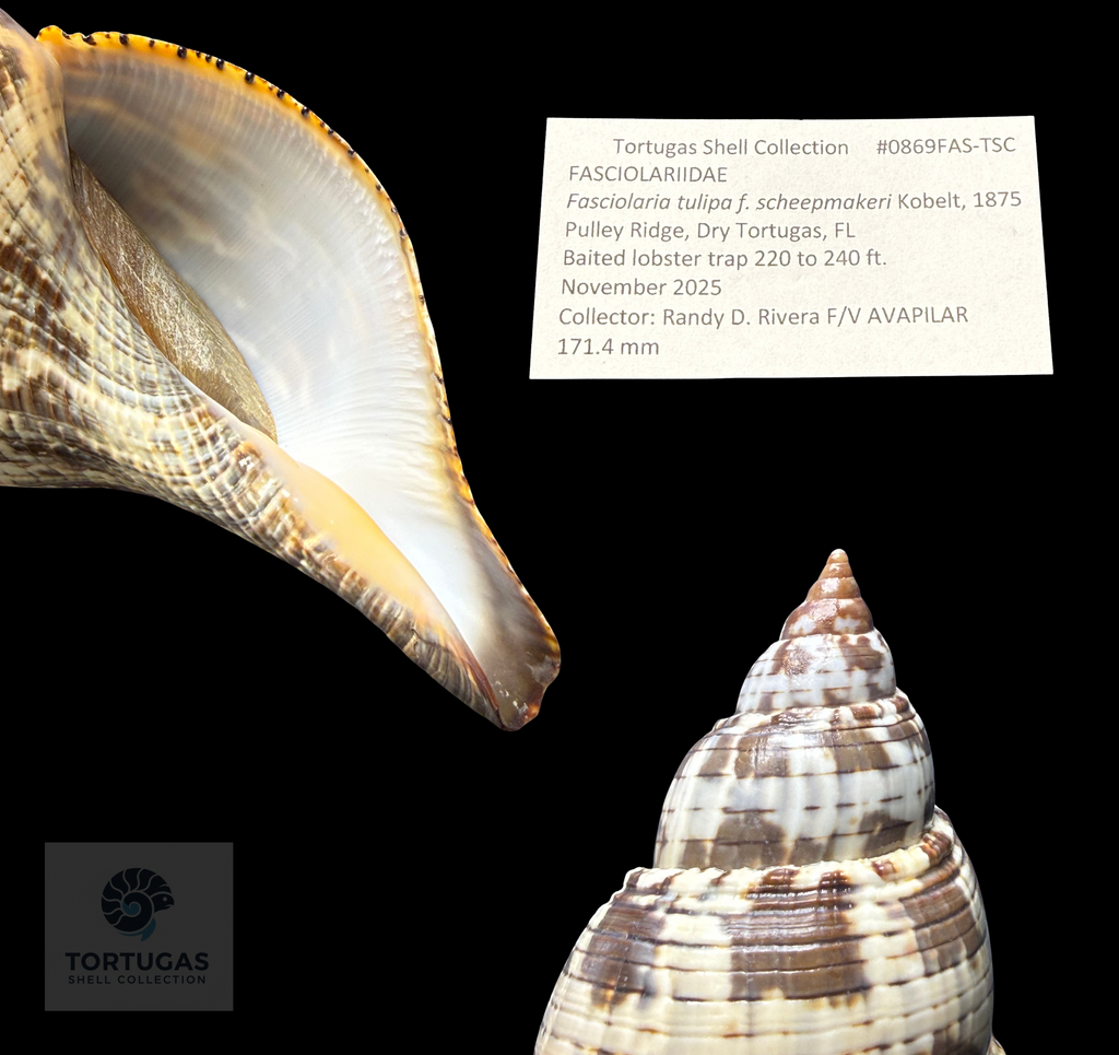 Fasciolaria tulipa f. scheepmakeri Kobelt, 1875 – 171.4 mm (6.75”) – Pulley Ridge, Dry Tortugas, FL