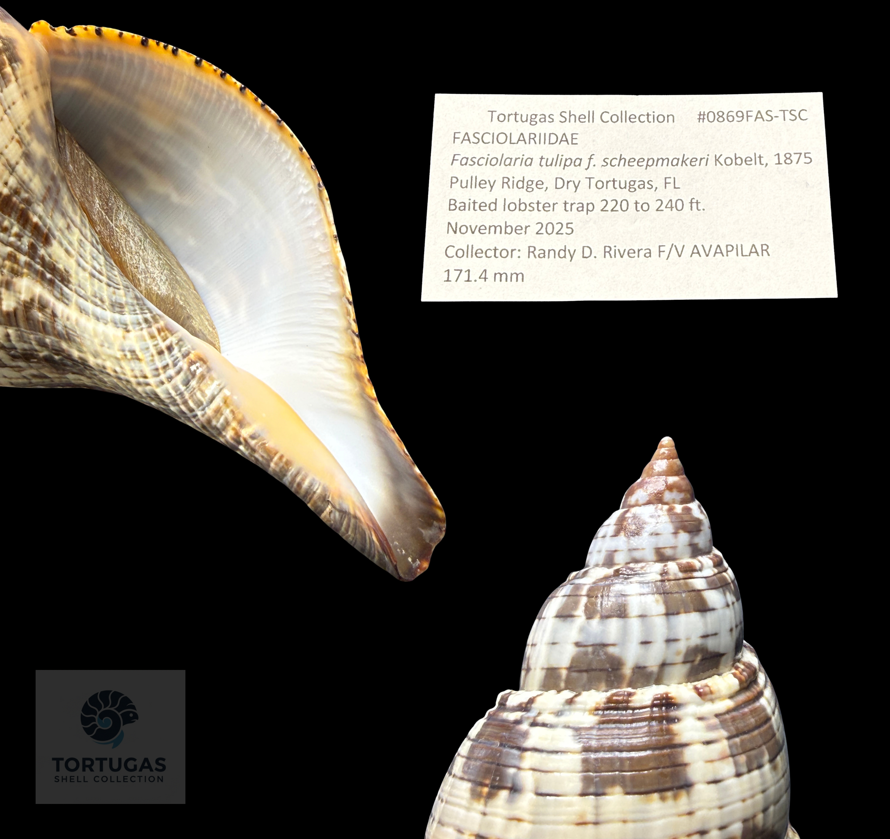 Fasciolaria tulipa f. scheepmakeri Kobelt, 1875 – 171.4 mm (6.75”) – Pulley Ridge, Dry Tortugas, FL