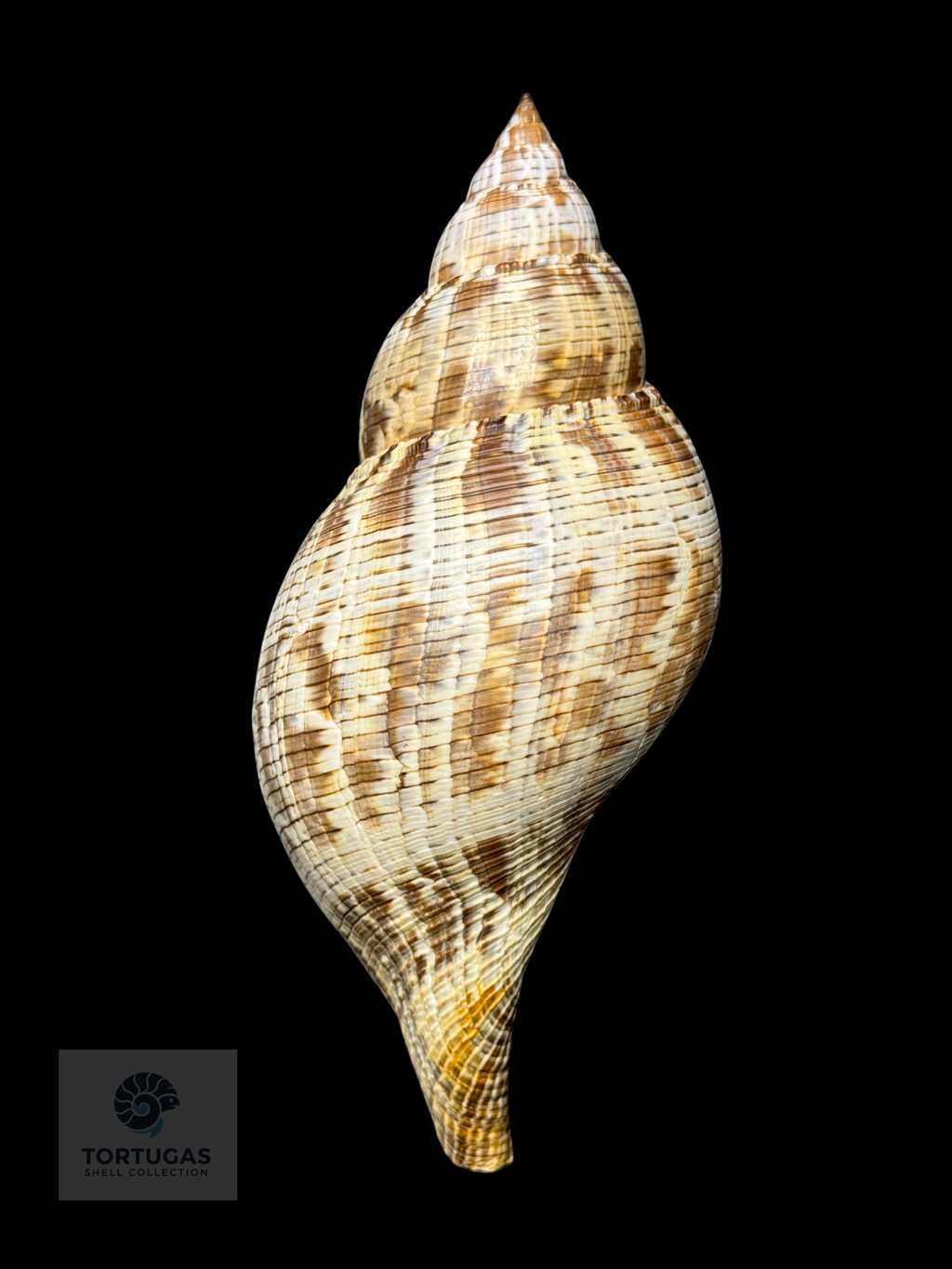 Fasciolaria tulipa f. scheepmakeri Kobelt, 1875 – 179.0 mm (7.05”)GQ