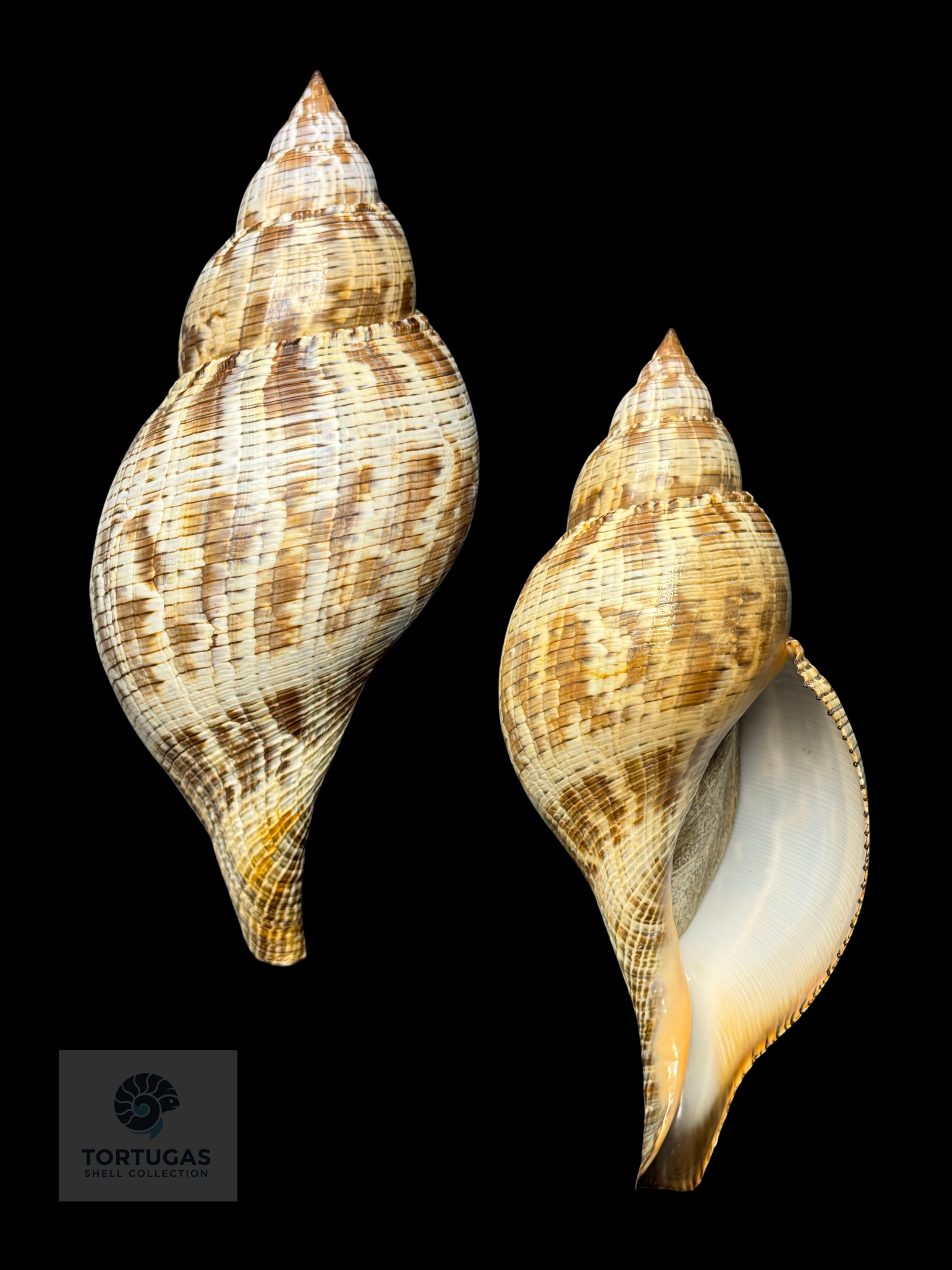 Fasciolaria tulipa f. scheepmakeri Kobelt, 1875 – 179.0 mm (7.05”)GQ