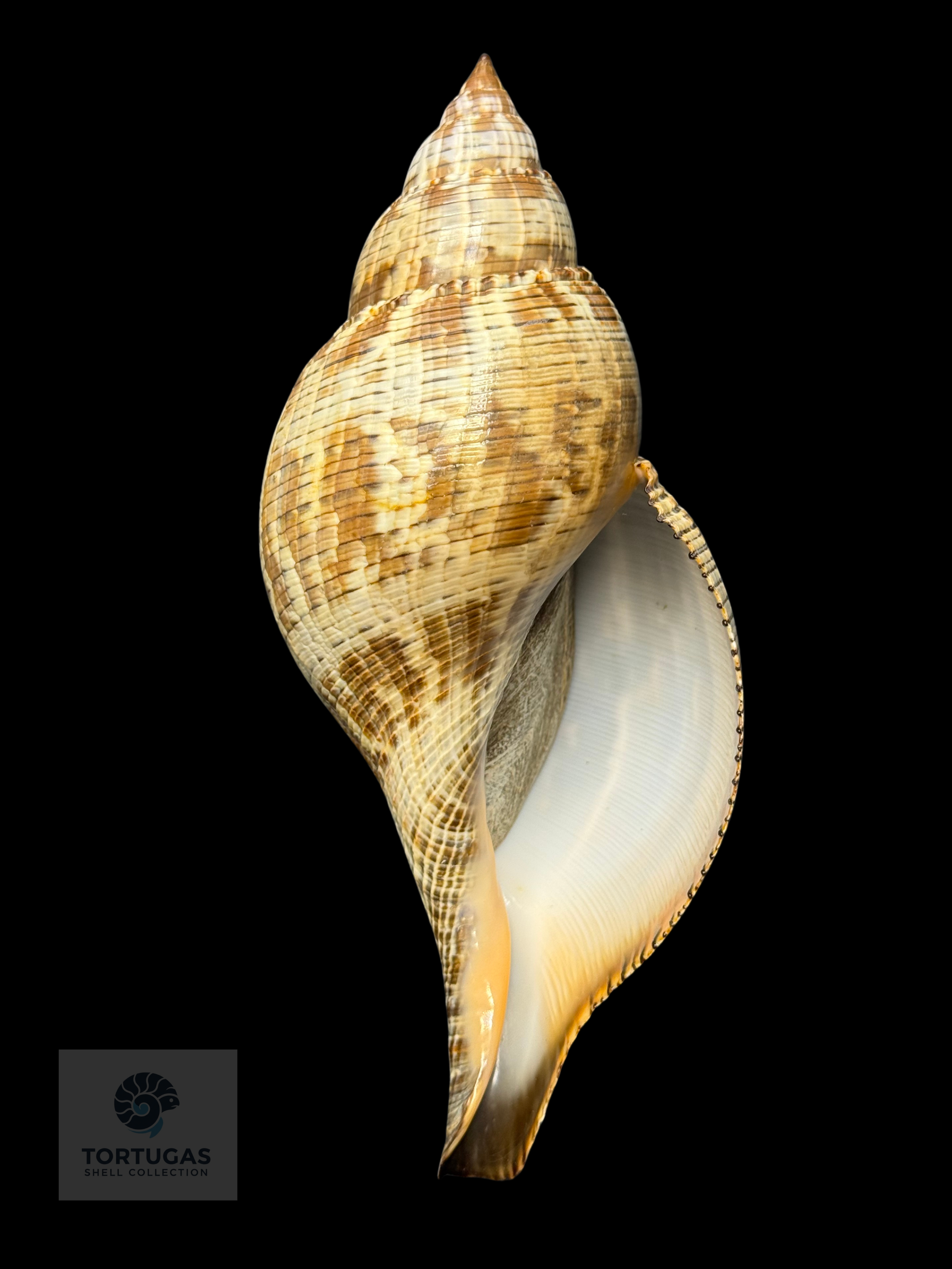 Fasciolaria tulipa f. scheepmakeri Kobelt, 1875 – 179.0 mm (7.05”)GQ
