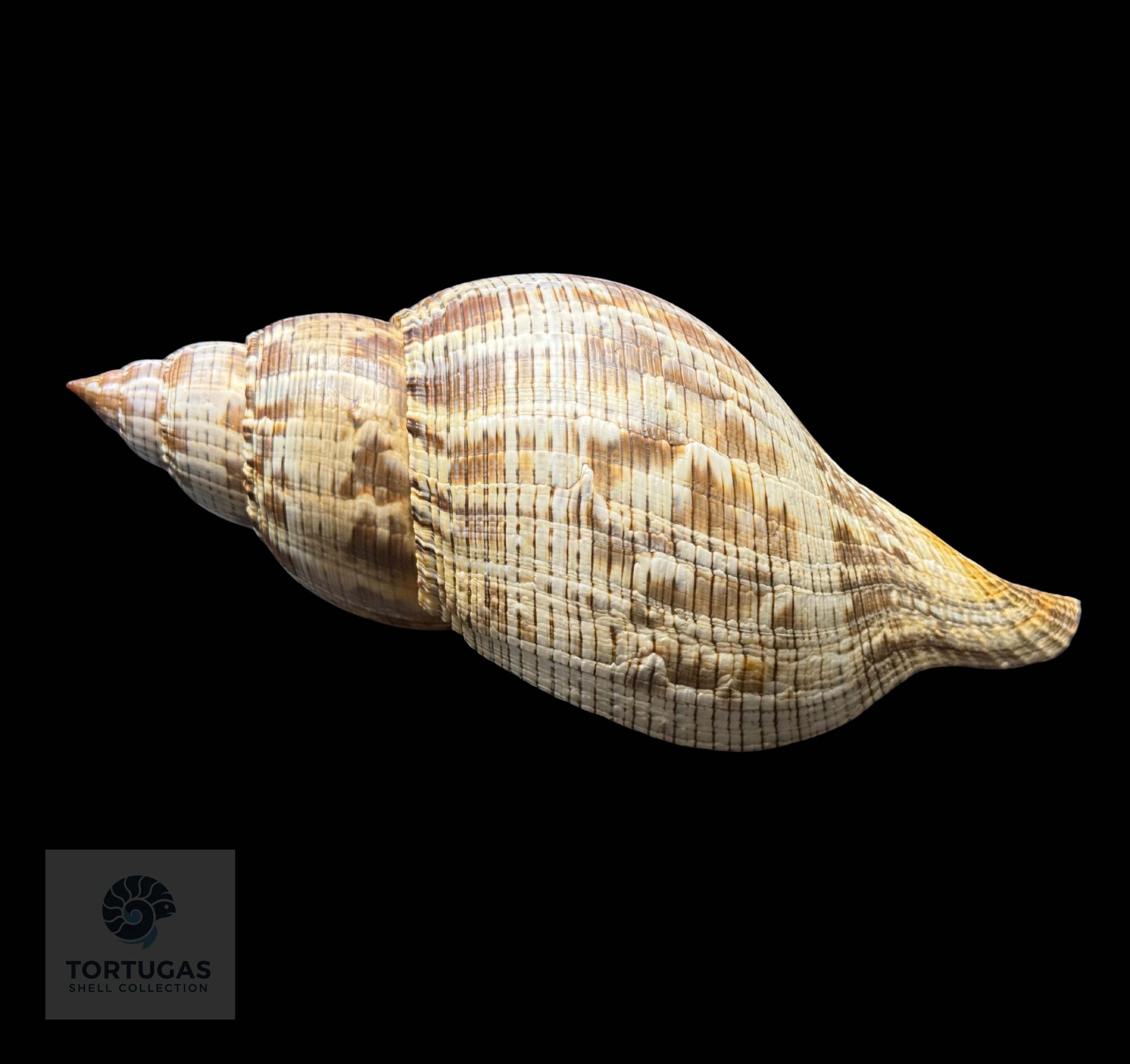 Fasciolaria tulipa f. scheepmakeri Kobelt, 1875 – 179.0 mm (7.05”)GQ
