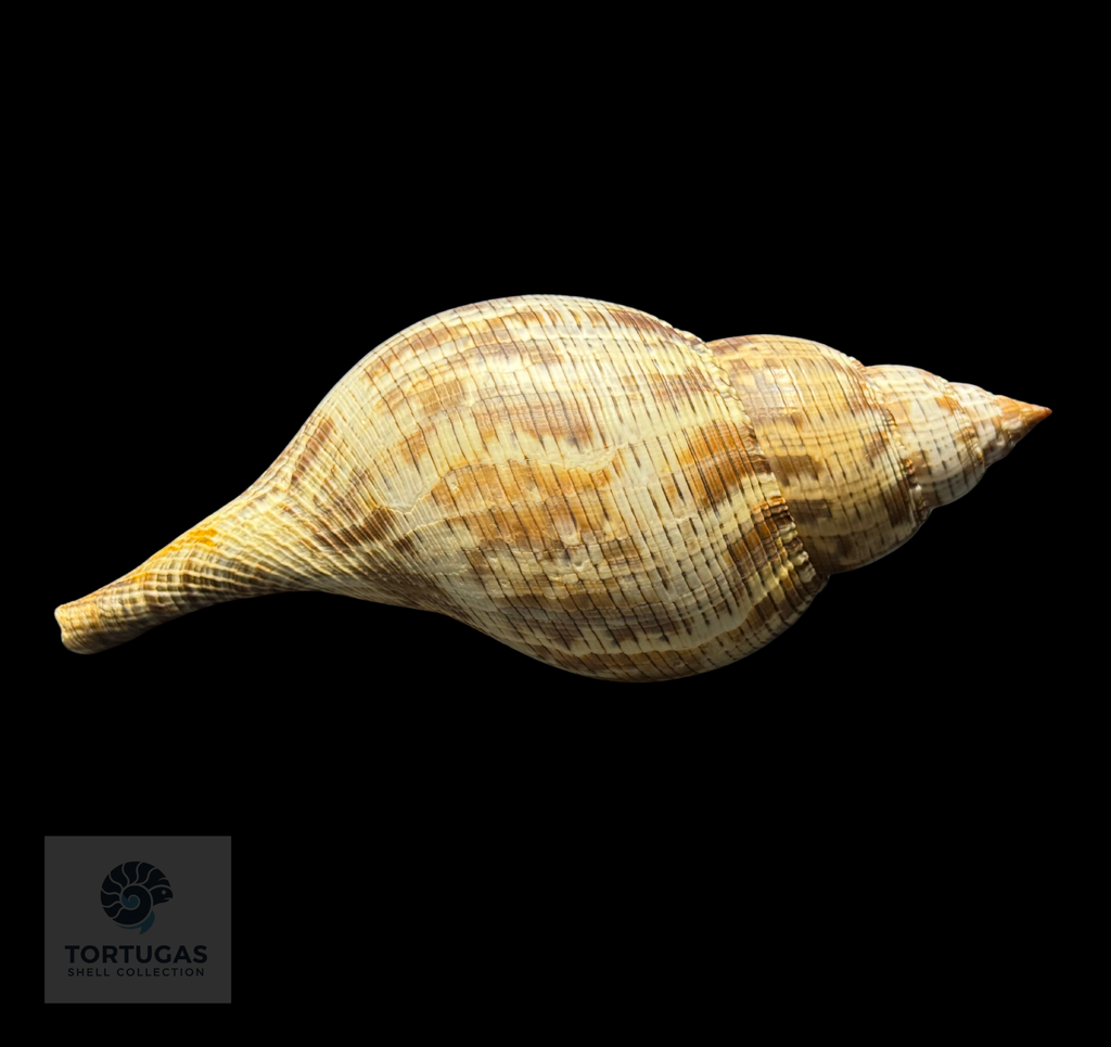 Fasciolaria tulipa f. scheepmakeri Kobelt, 1875 – 179.0 mm (7.05”)GQ