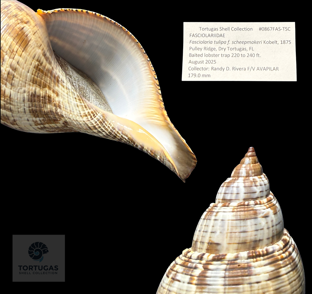Fasciolaria tulipa f. scheepmakeri Kobelt, 1875 – 179.0 mm (7.05”)GQ