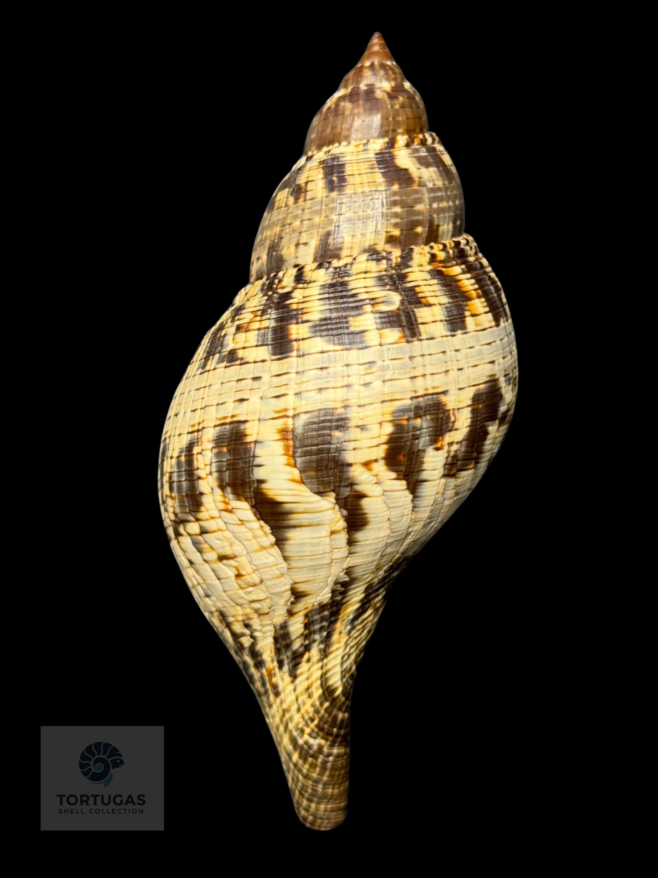 Fasciolaria tulipa f. scheepmakeri – 142.7 mm