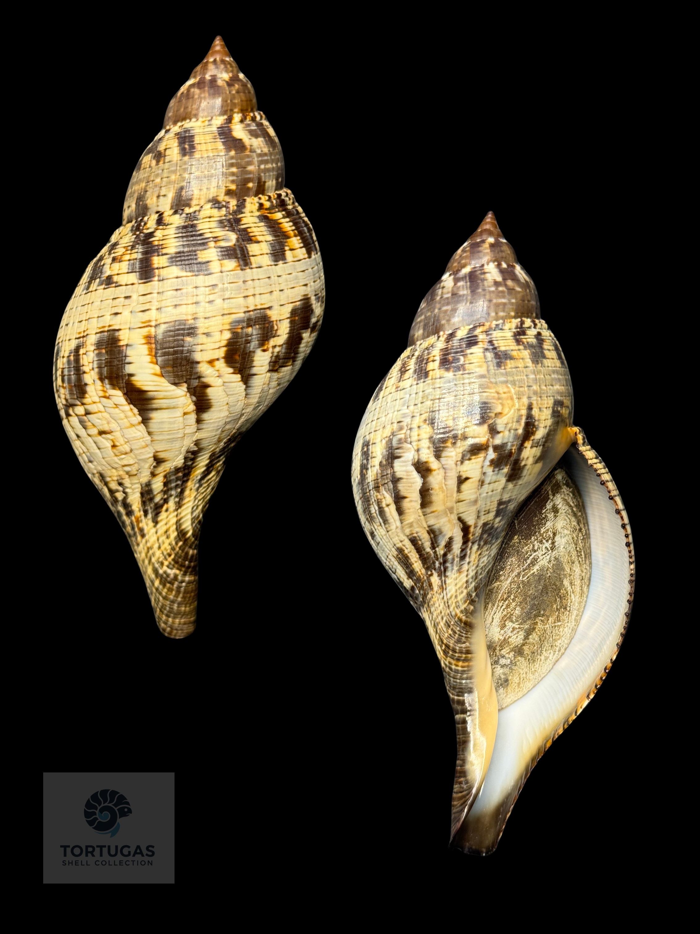 Fasciolaria tulipa f. scheepmakeri – 142.7 mm