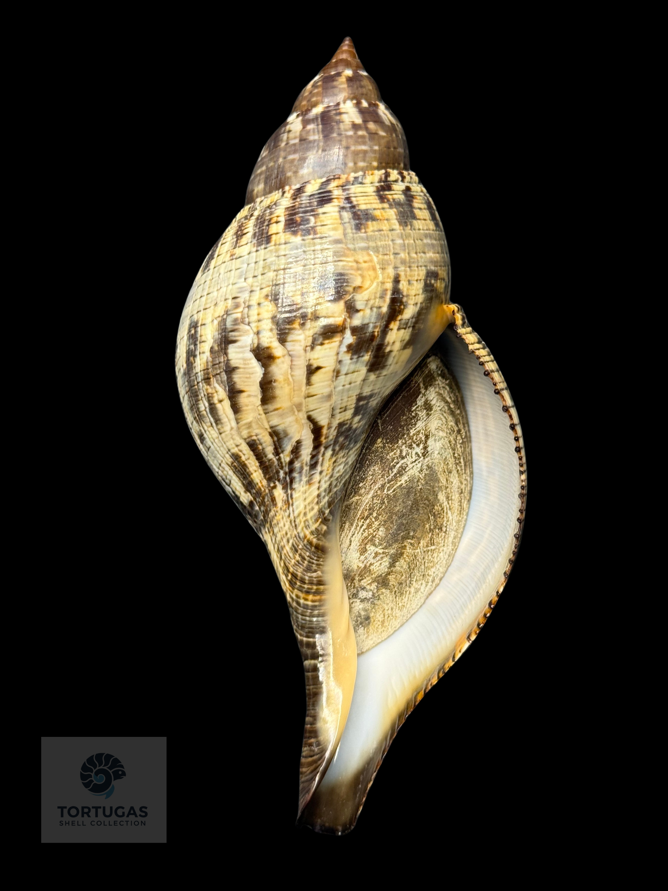 Fasciolaria tulipa f. scheepmakeri – 142.7 mm