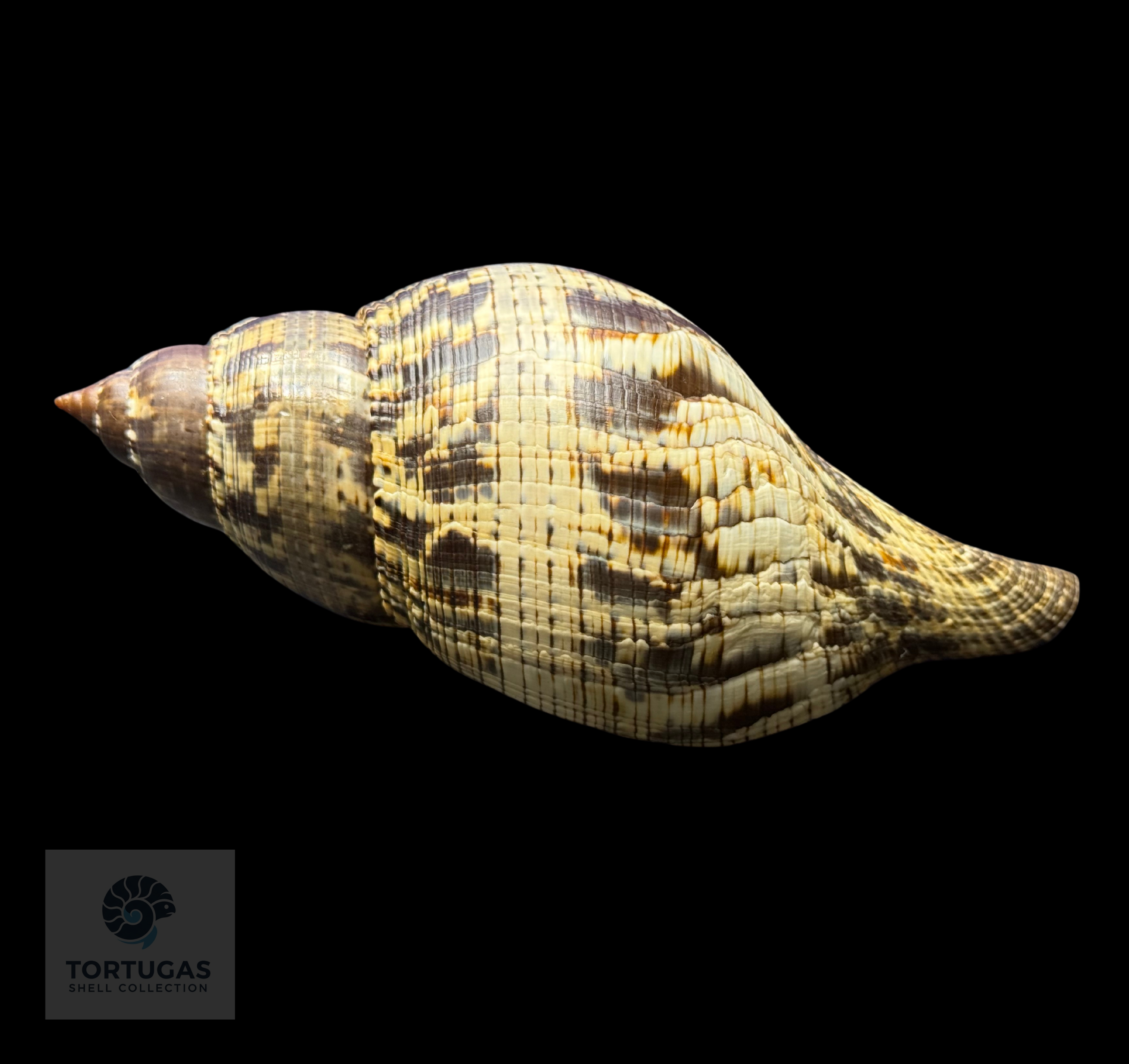 Fasciolaria tulipa f. scheepmakeri – 142.7 mm