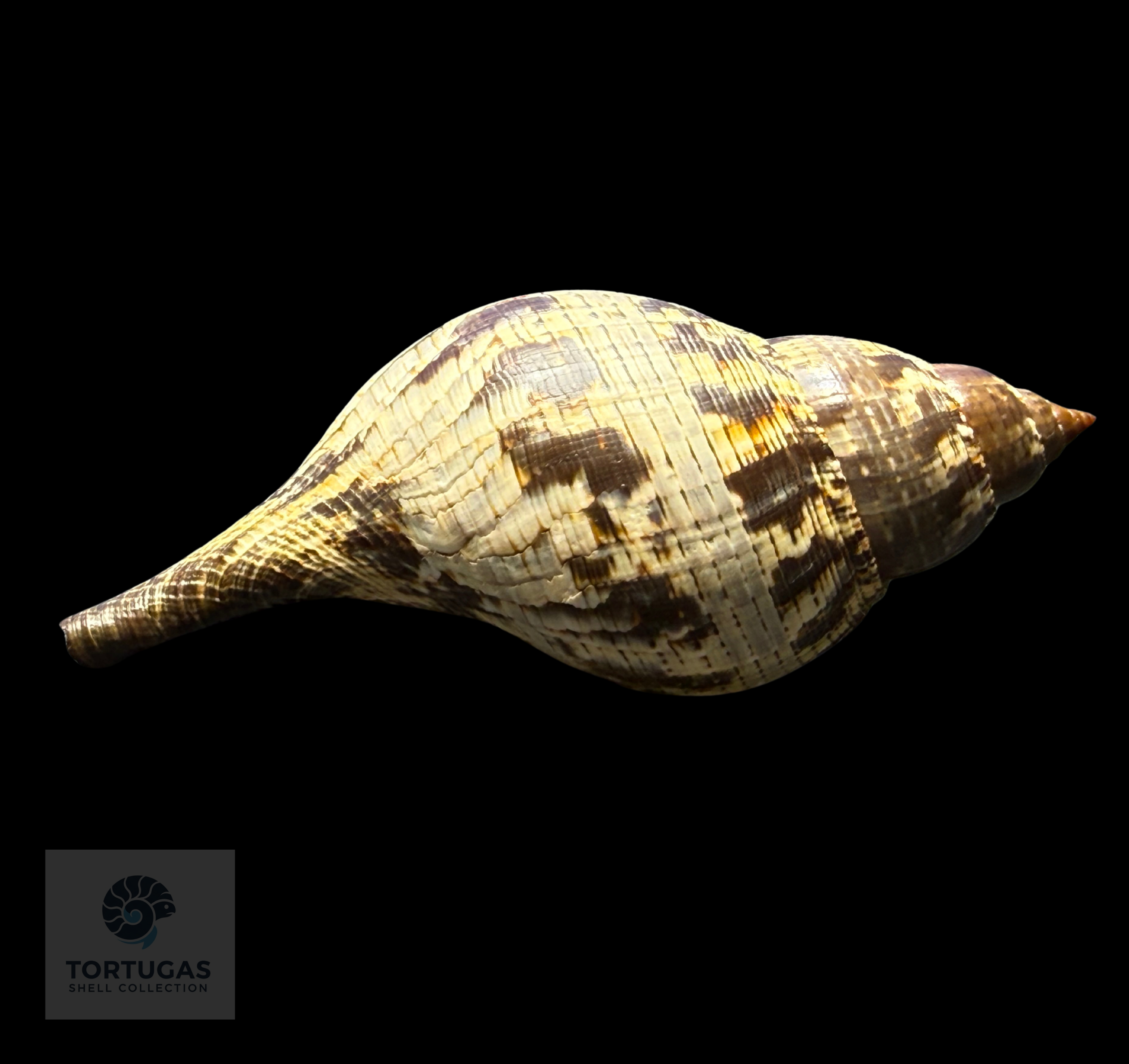 Fasciolaria tulipa f. scheepmakeri – 142.7 mm