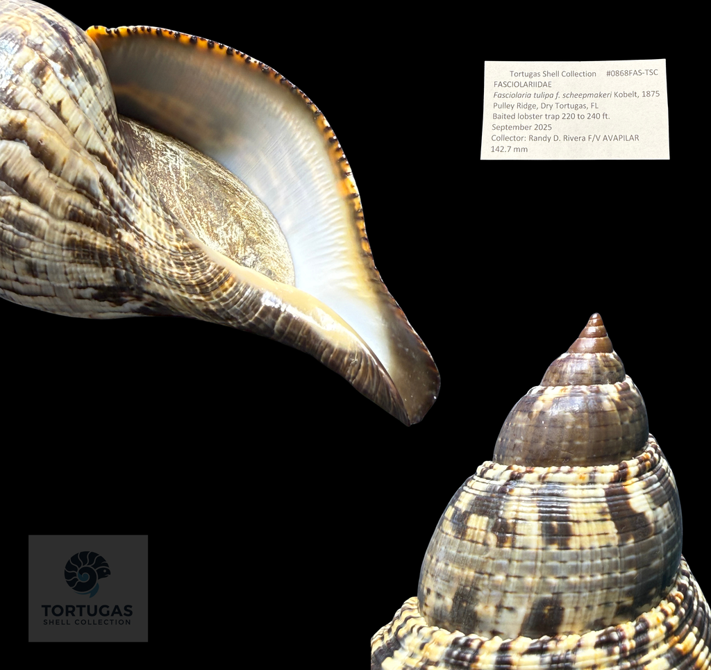 Fasciolaria tulipa f. scheepmakeri – 142.7 mm